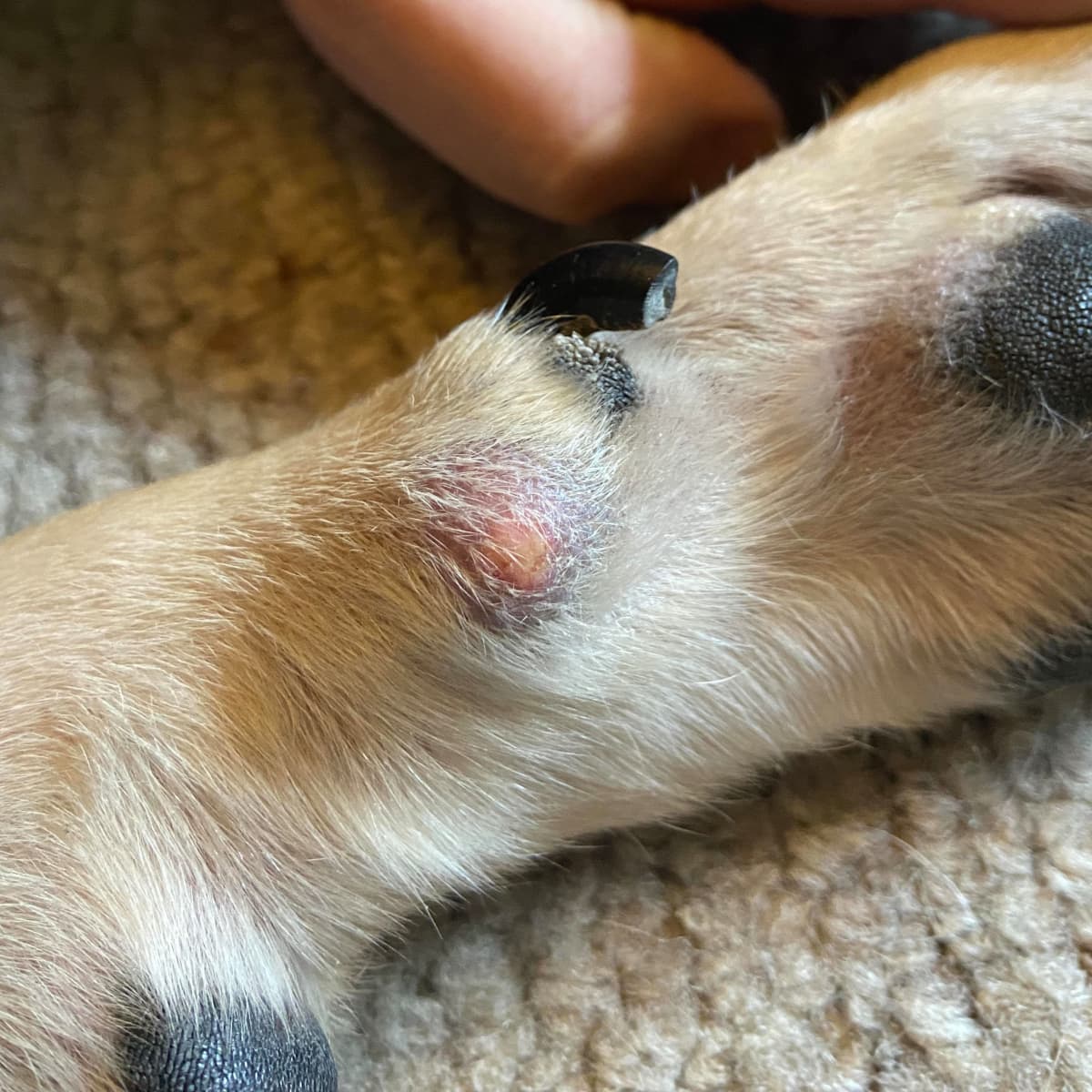 What'S This Lump On My Dog'S Paw? - Pethelpful