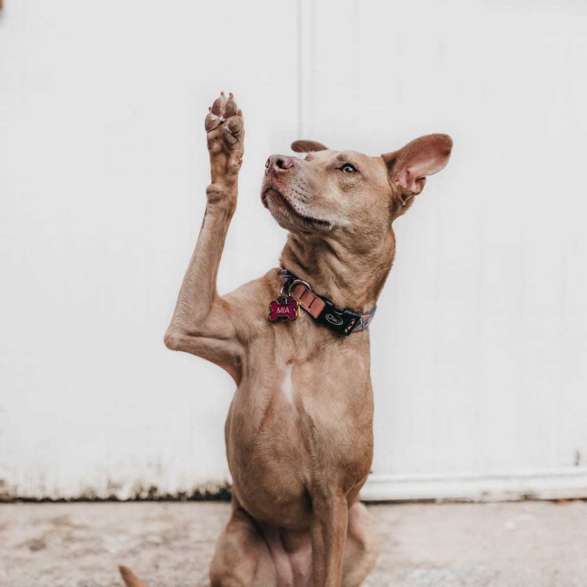 WestVet Idaho Falls - Ouch! Broken toenails can happen to our furry  friends, too! Whether it's a snag on the carpet or an unfortunate landing,  dogs can experience bleeding or broken nails