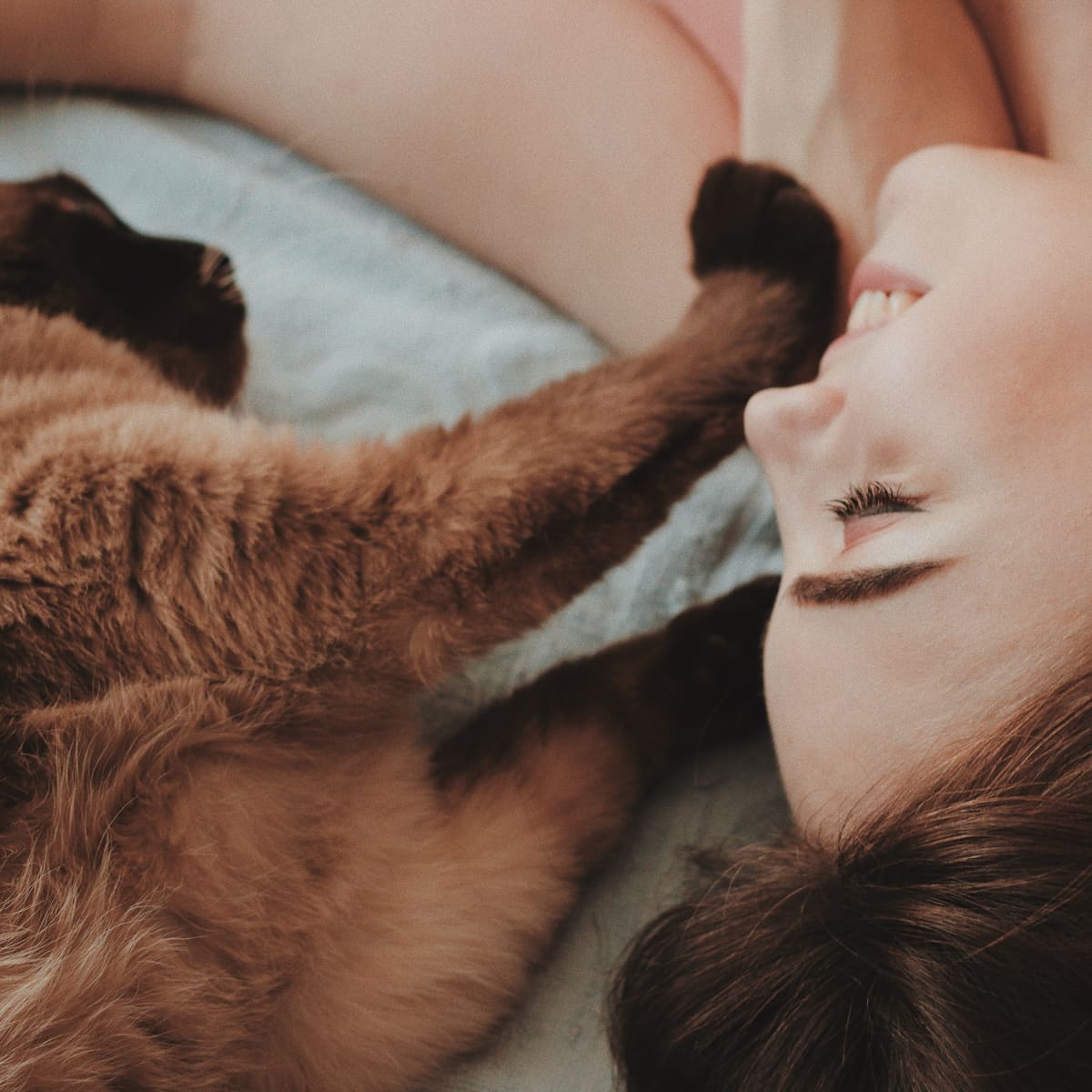 Why do cats purr?  Scientific American