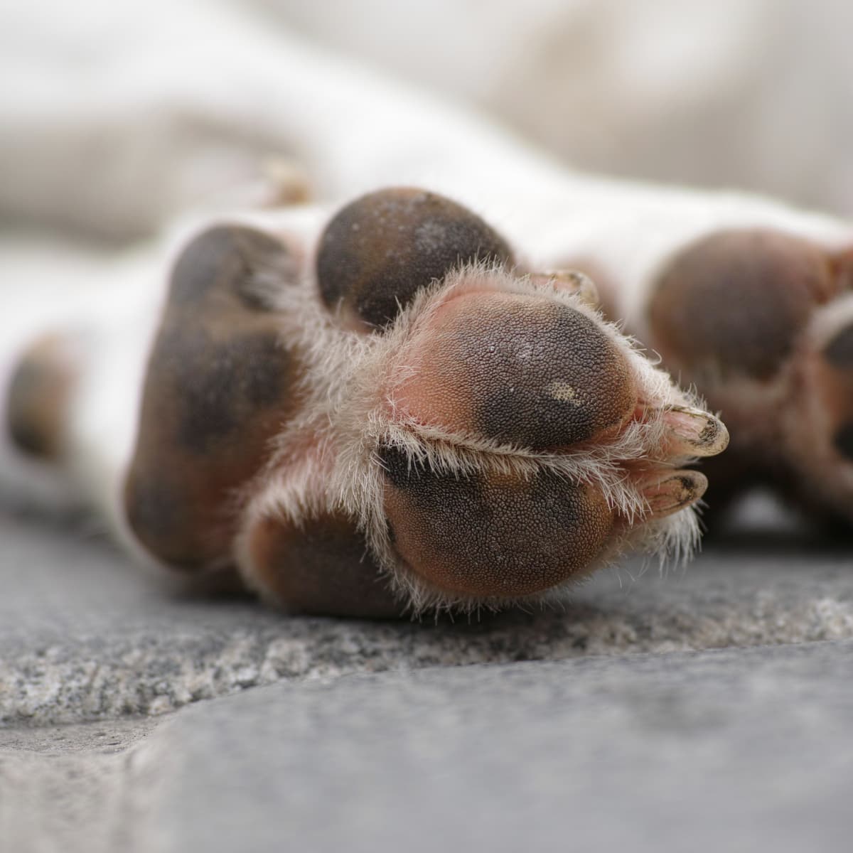 Cracked Dog Paws: Causes and Treatment