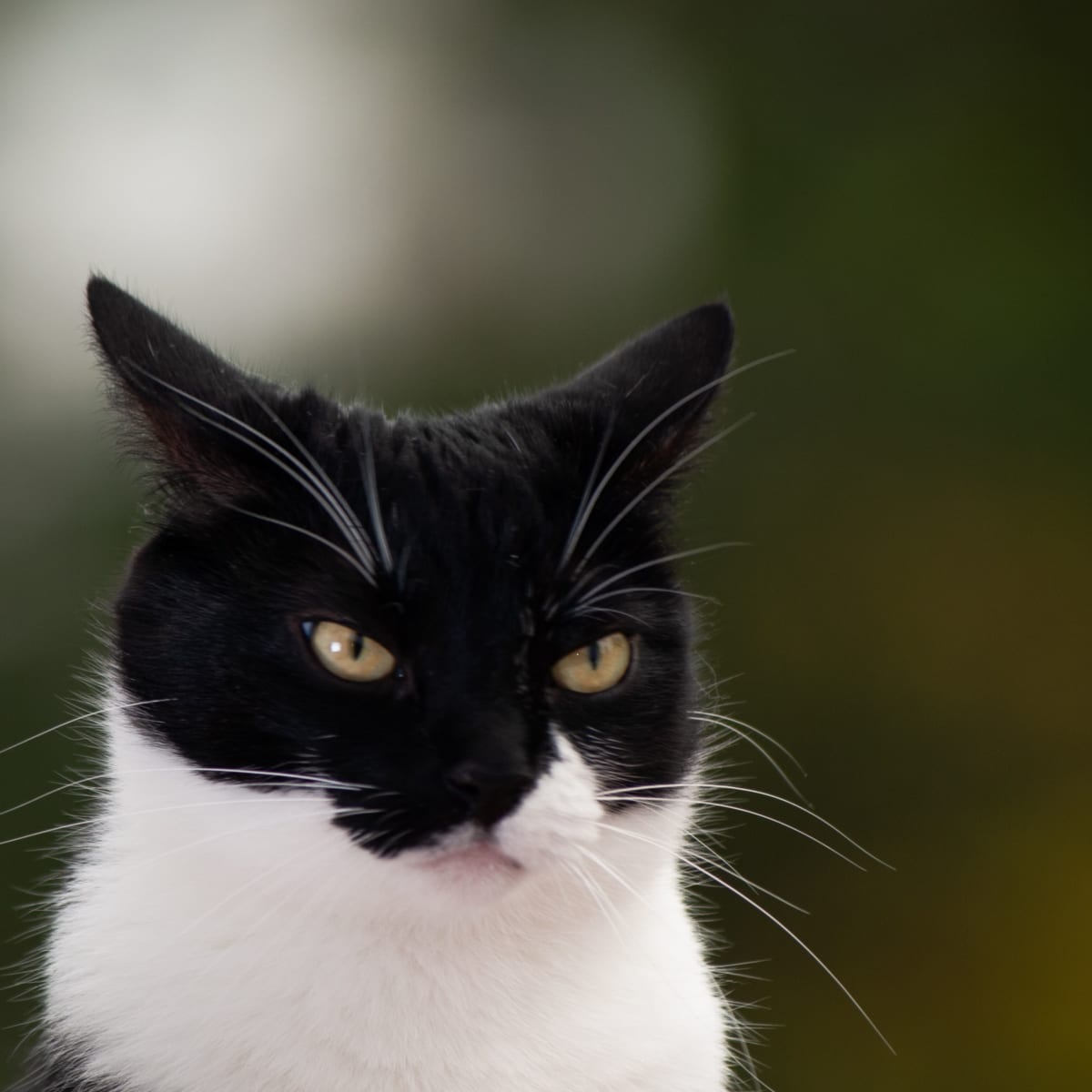 Face of angry cat with yellow eyes. House Cat with lowered ears