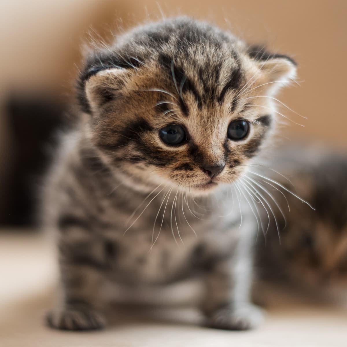 Top 10 Cutest Cat Pictures of All Time + Honorable Mentions ...