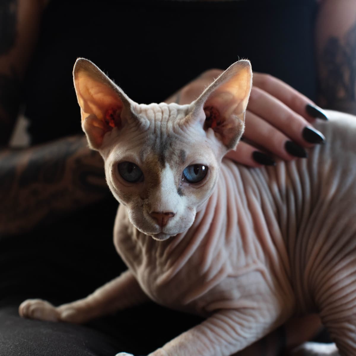 cats without hair