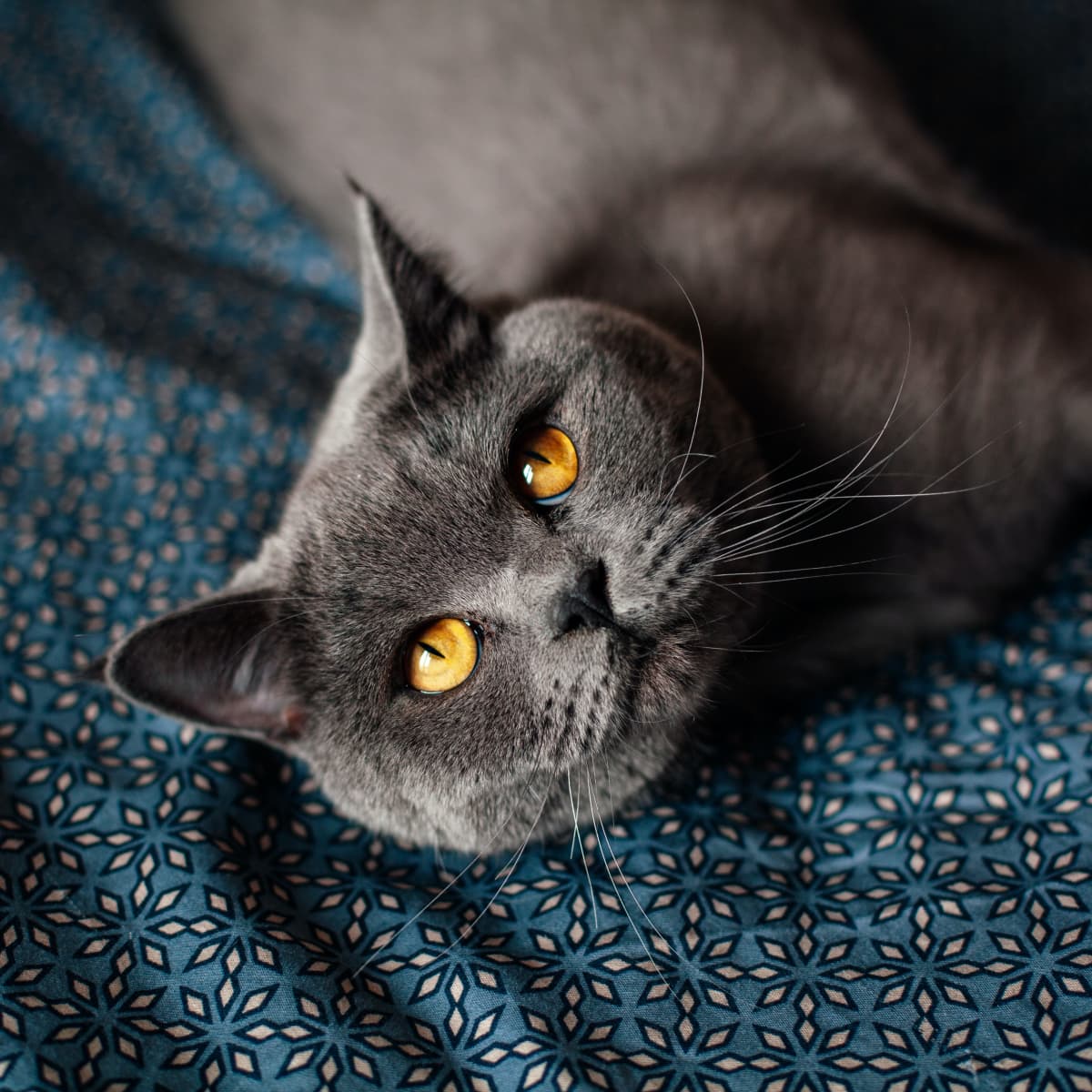 250+ Best Gray Cat Names - Pethelpful