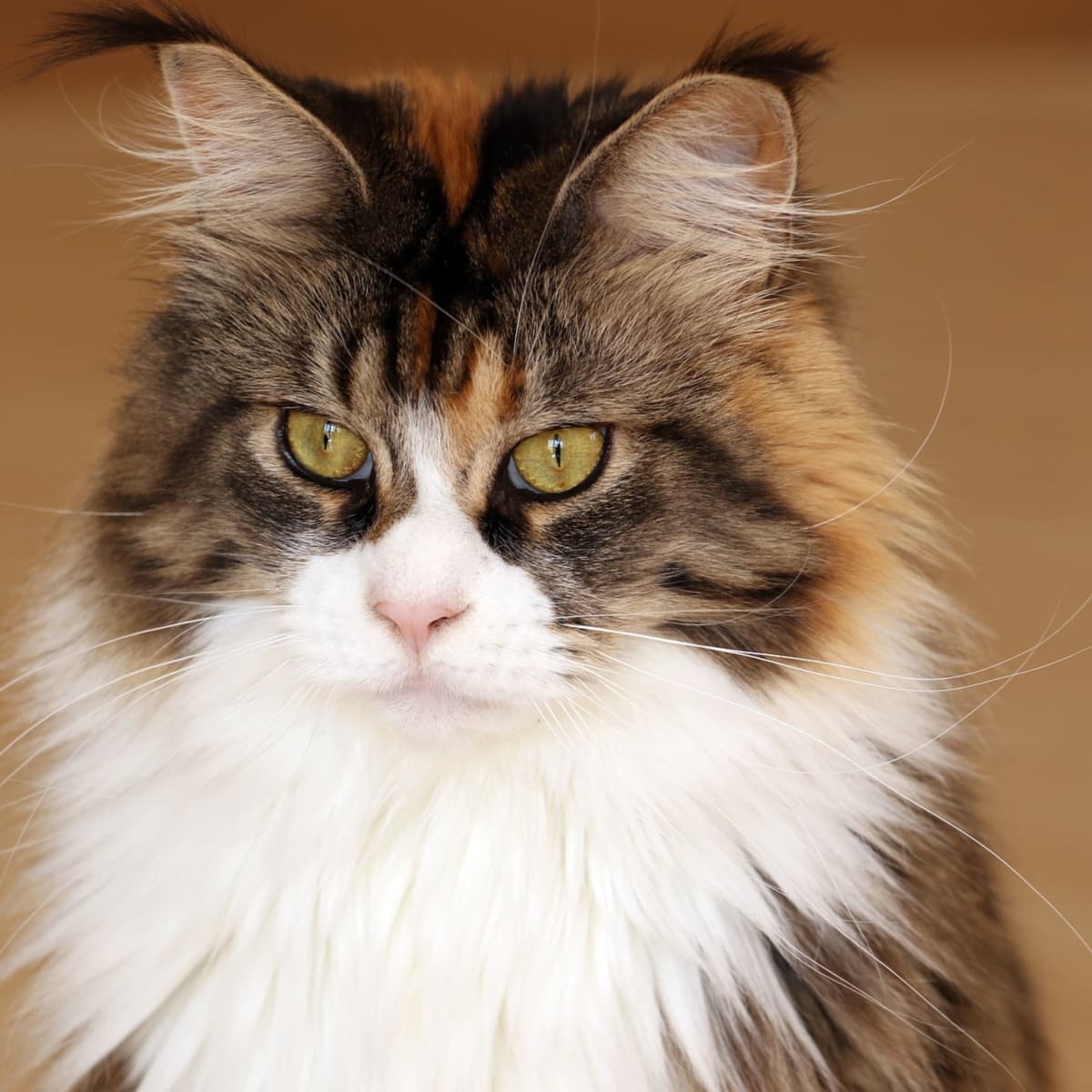 23 Cutest Cat Breeds Anyone Will Love