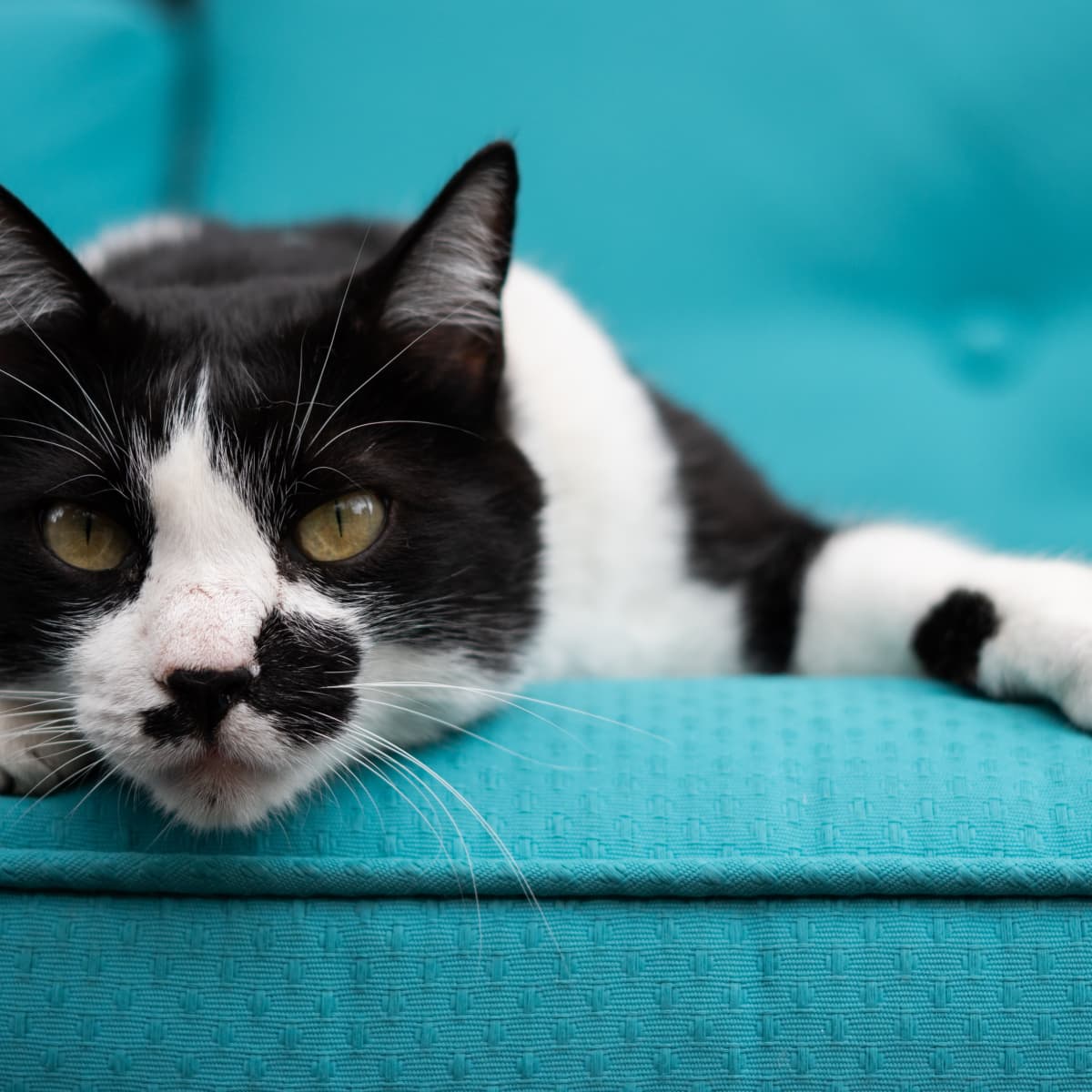 7+ Bicolor Pattern Variations In Cats (And Why They Occur) - Pethelpful
