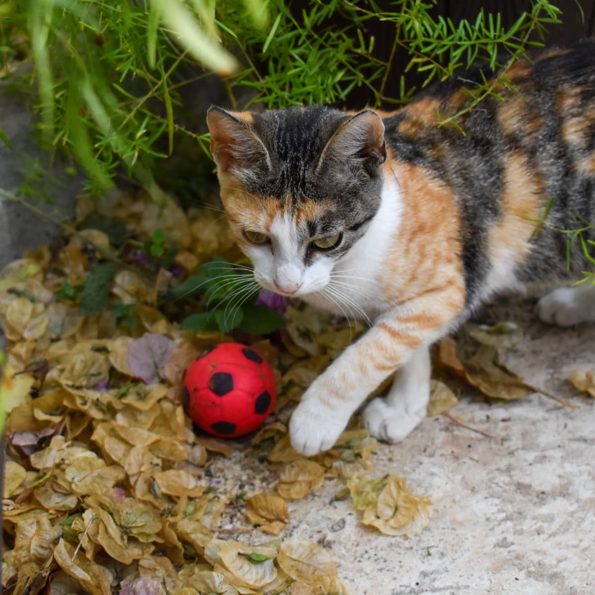 cat fetch ball