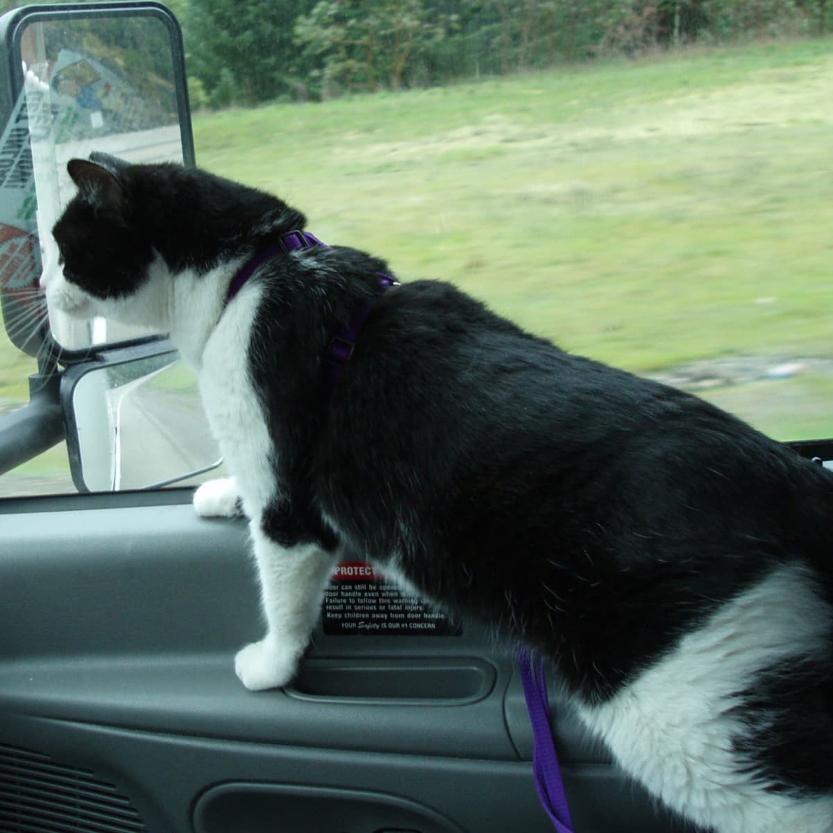 How to Travel Safely With Your Cat