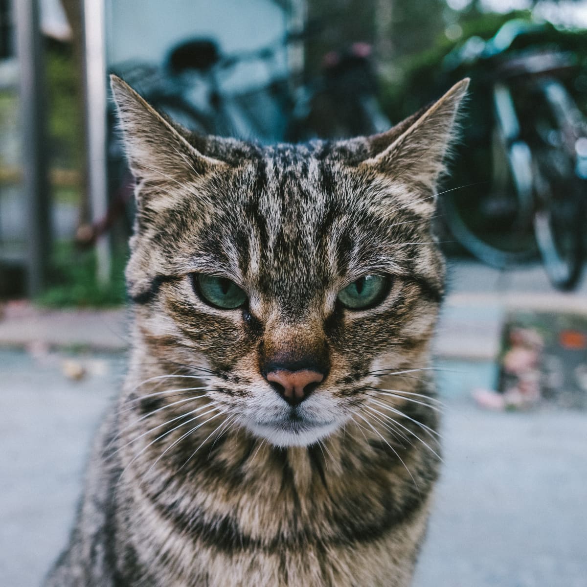The Best Ways to Stop a Cat From Being a Bully - PetHelpful