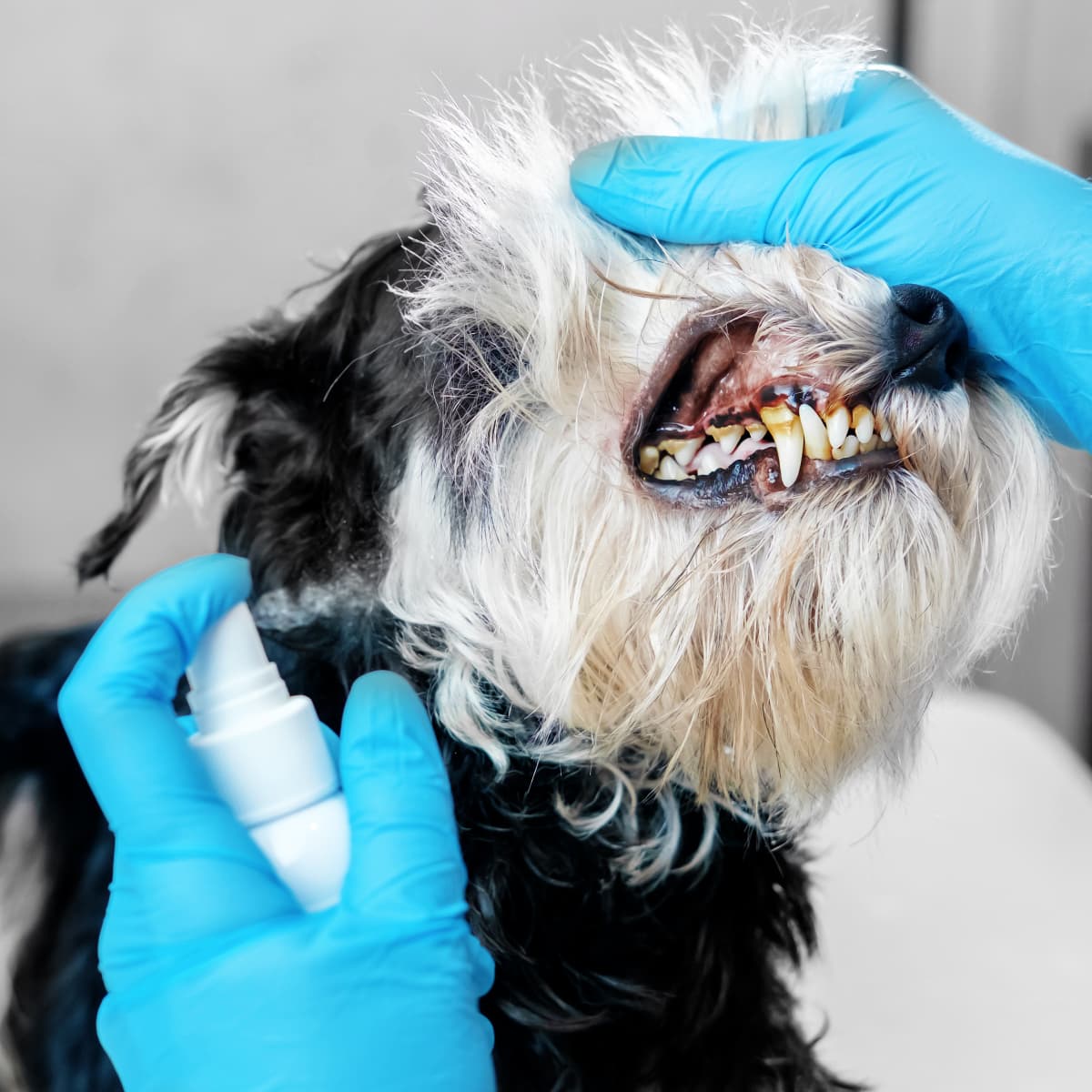 how safe is dog teeth cleaning