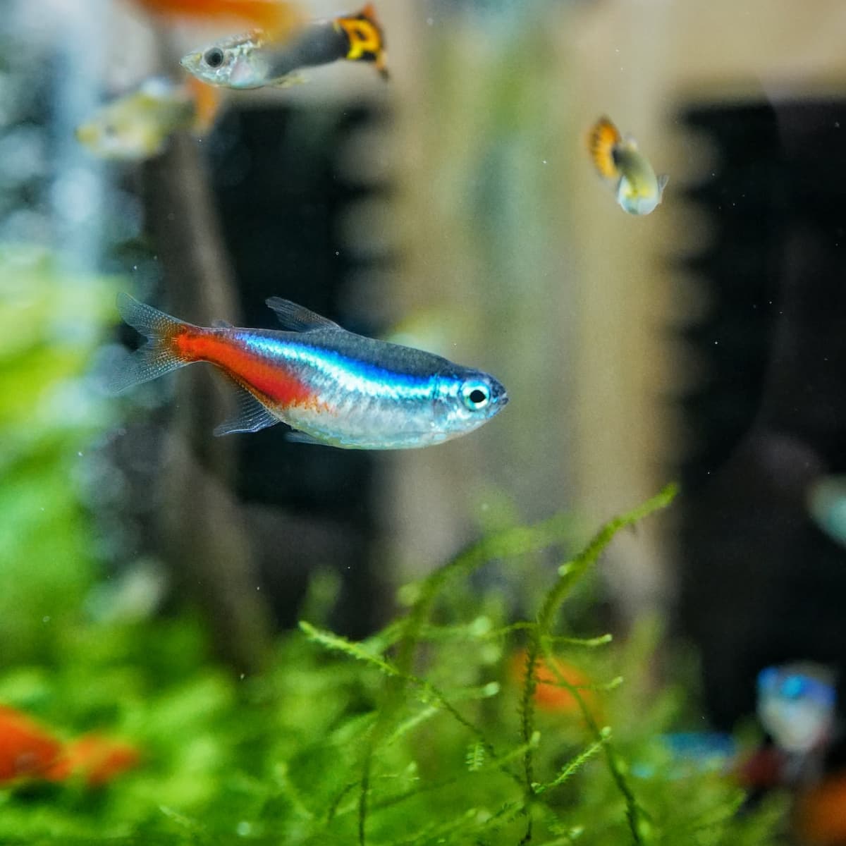 BEST FISH FRIENDS - Feed and Grow Fish ONLINE