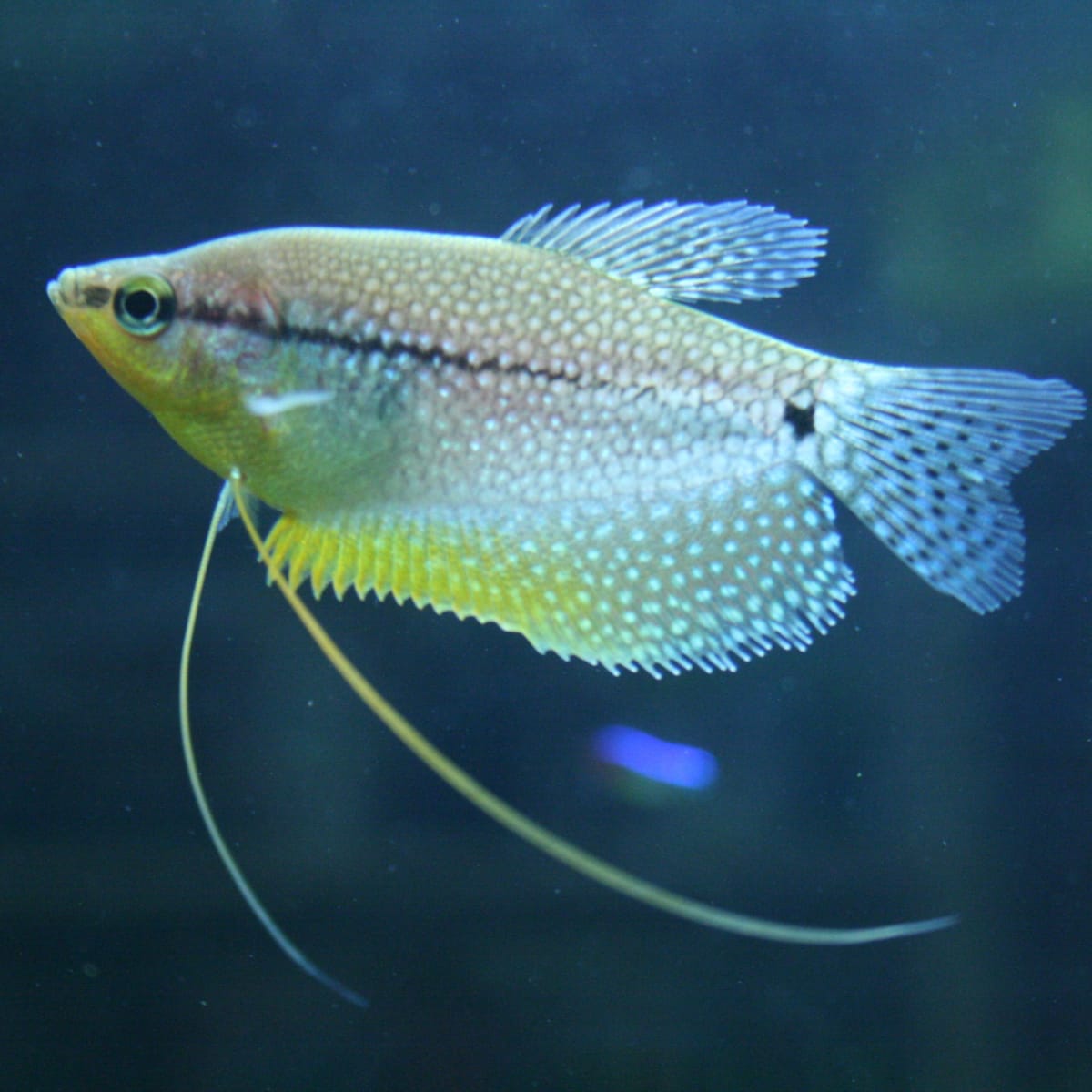 5 Best Intermediate-Level Freshwater Fish - PetHelpful