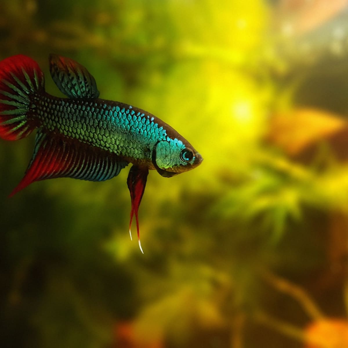 Why did one of my female betta fish suddenly kill another one? - Quora