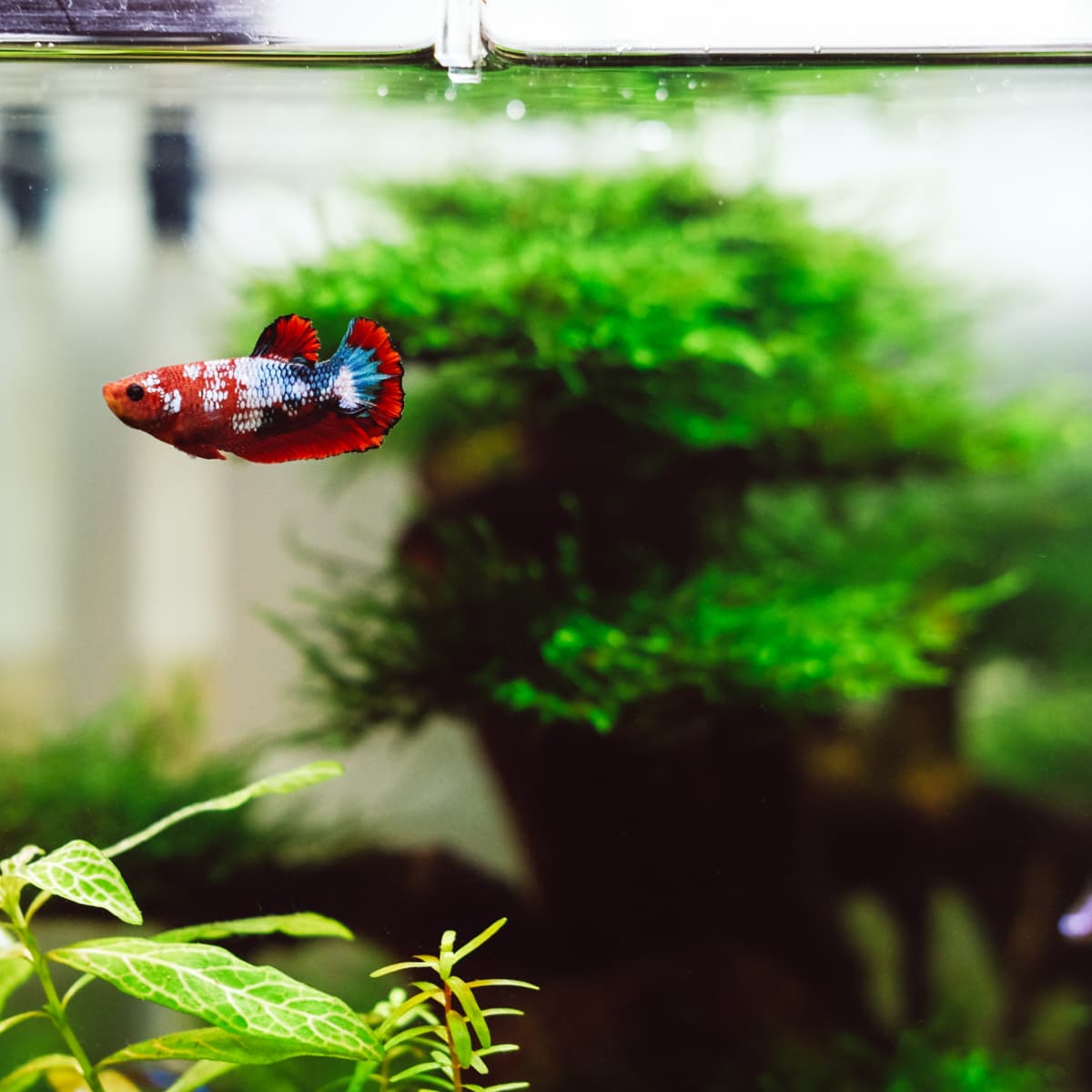 Regn Produkt Borgerskab How Much Ammonia Is Toxic to Fish? (Ammonia Levels in Fish Tanks) -  PetHelpful