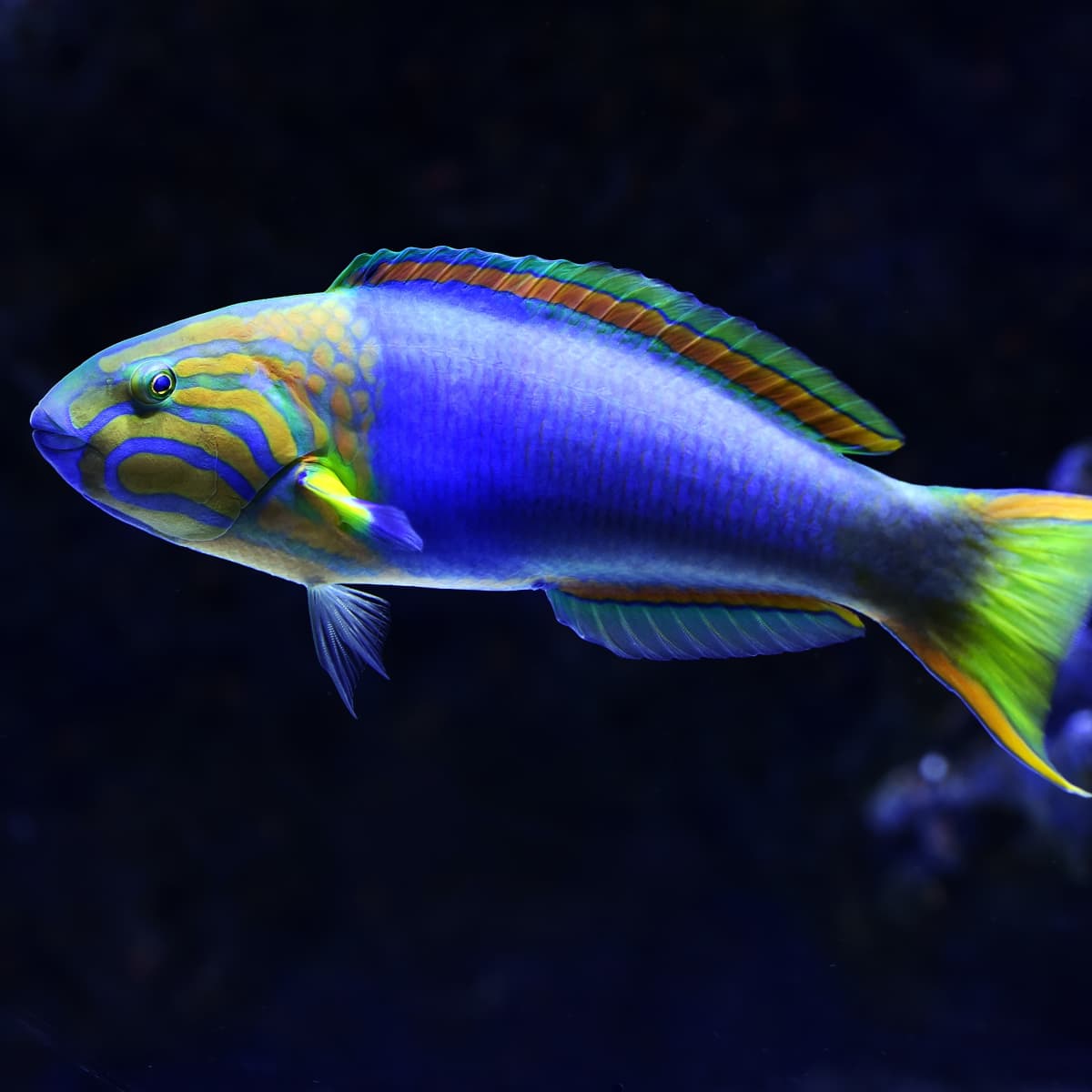 10 Great Saltwater Fish for the Home Aquarium - PetHelpful