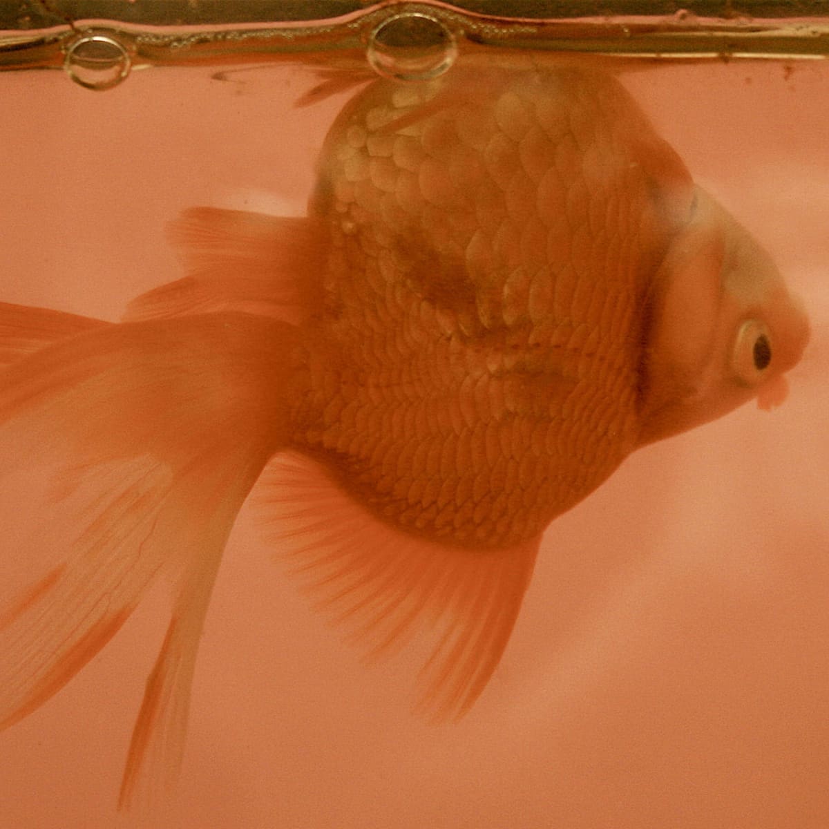 Swim Bladder Disease: Is Your Fish Swimming Upside Down? - PetHelpful