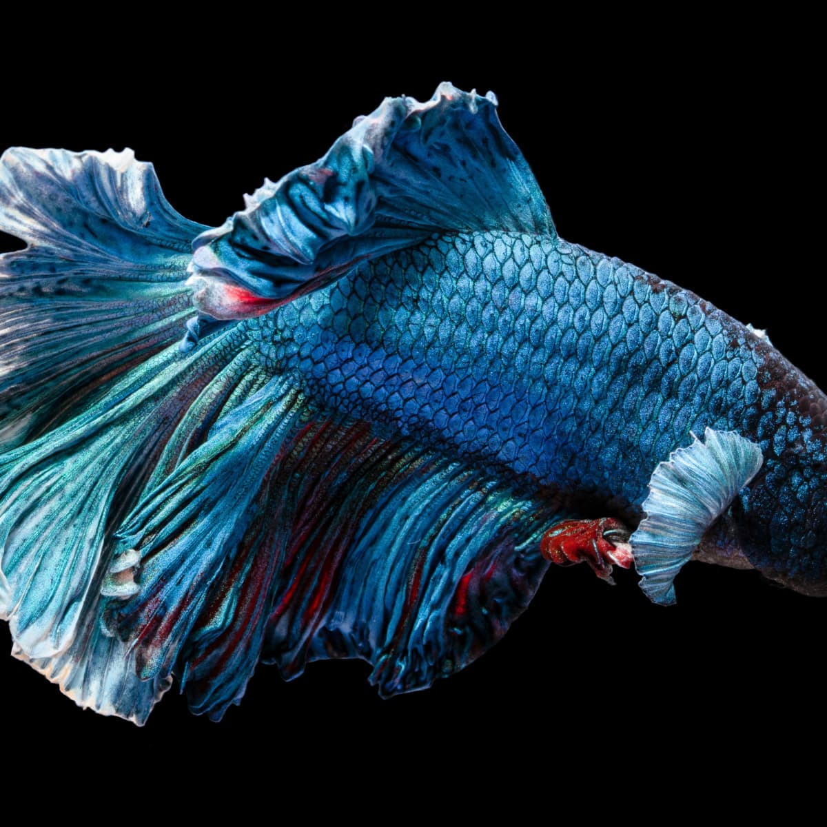 Download Majestic Betta Fish on Midnight Blue iPhone Wallpaper Wallpaper   Wallpaperscom