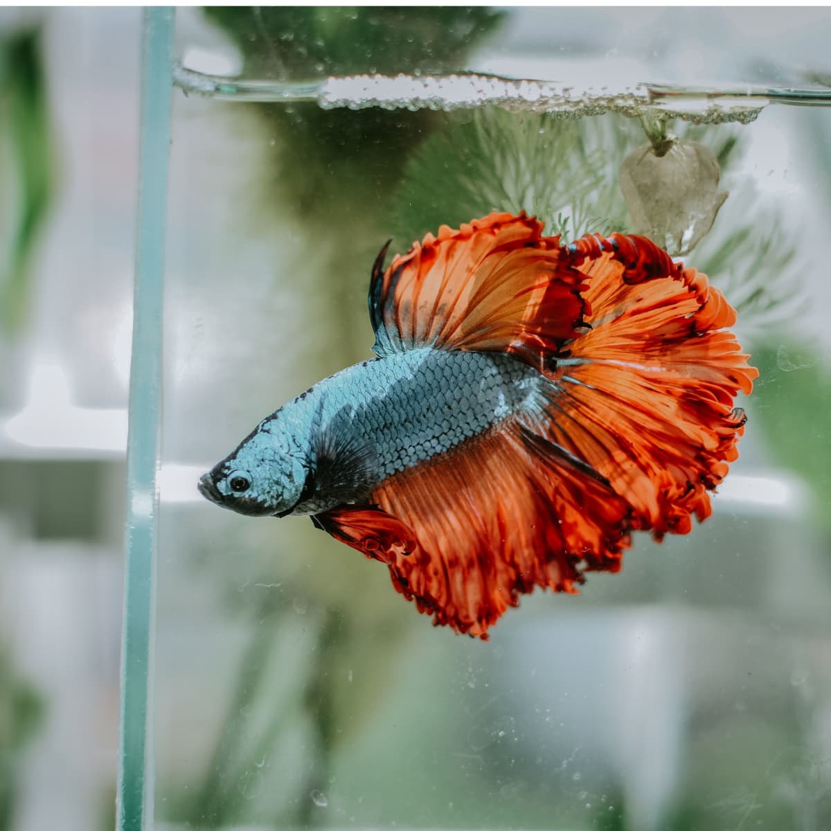 How To Set Up A Betta Fish Tank PetHelpful, 51% OFF