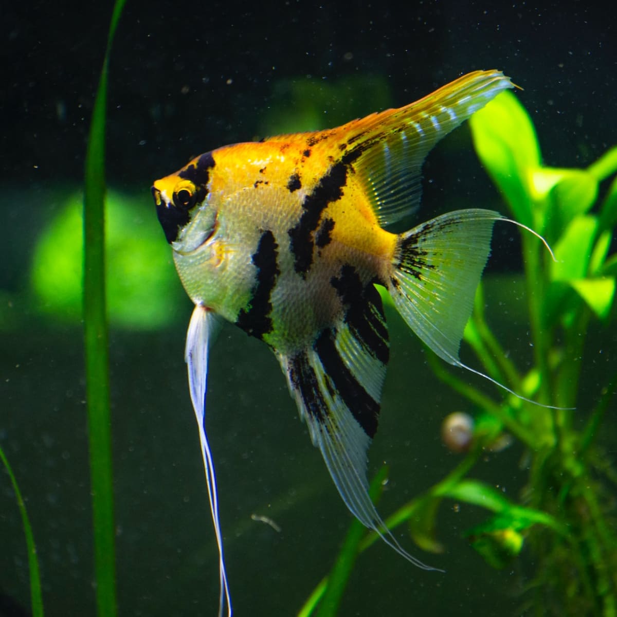 10 Reasons Tropical Fish Die in a Tank and How to Prevent It