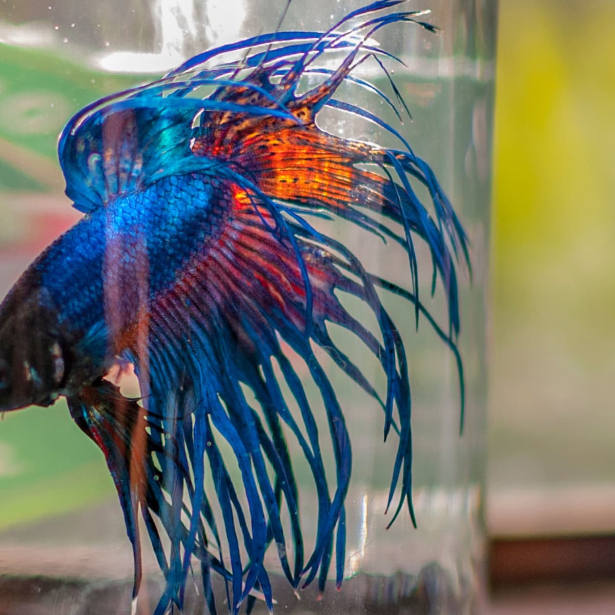 Why Glass Fish Bowls Are Bad for Your Fish - PetHelpful