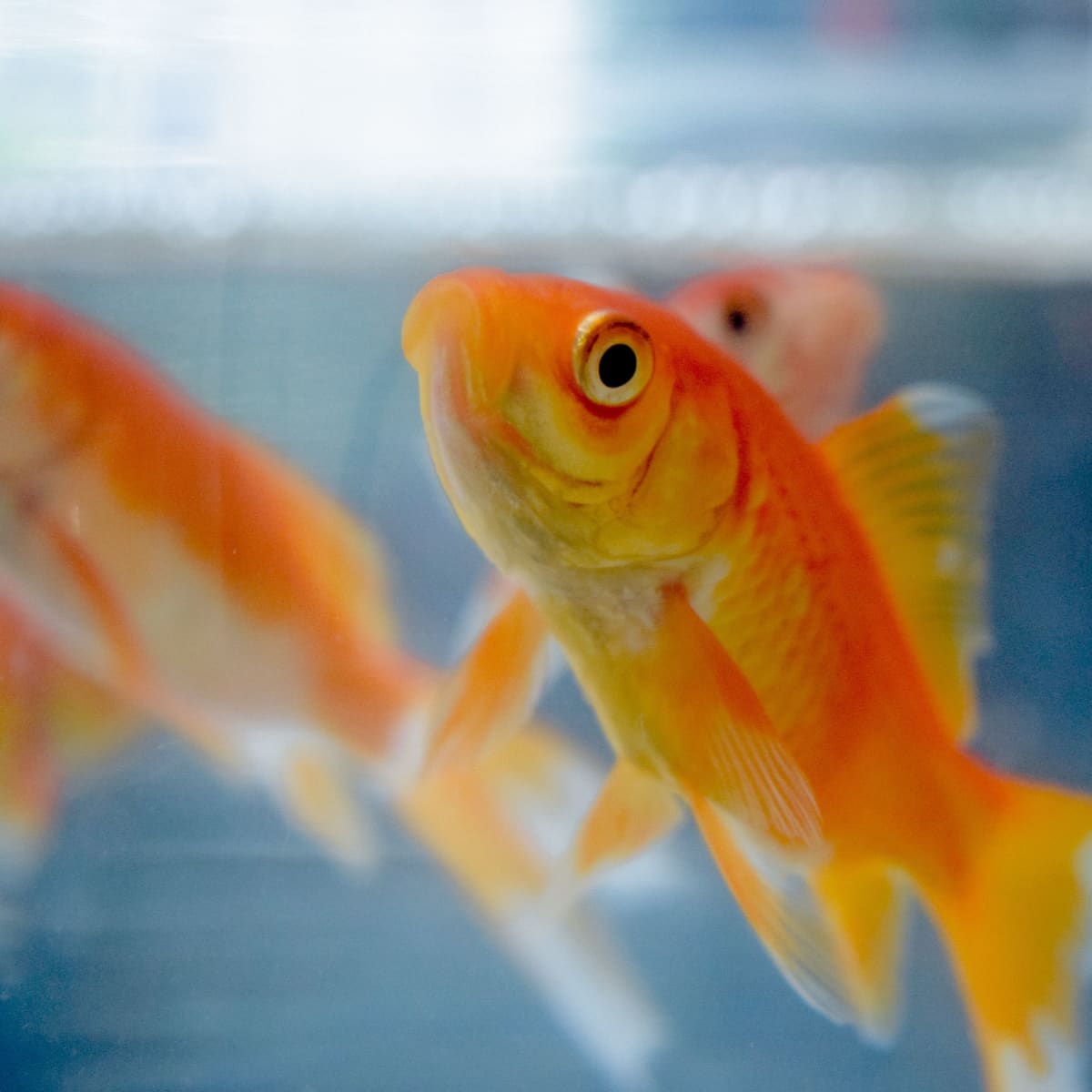 Pet Fish - Live Shrimp, Barb, Goldfish, Minnows, Betta & Cichlids
