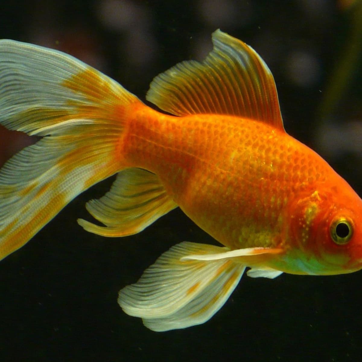 Why Do Goldfish Change Color or Turn White? - PetHelpful