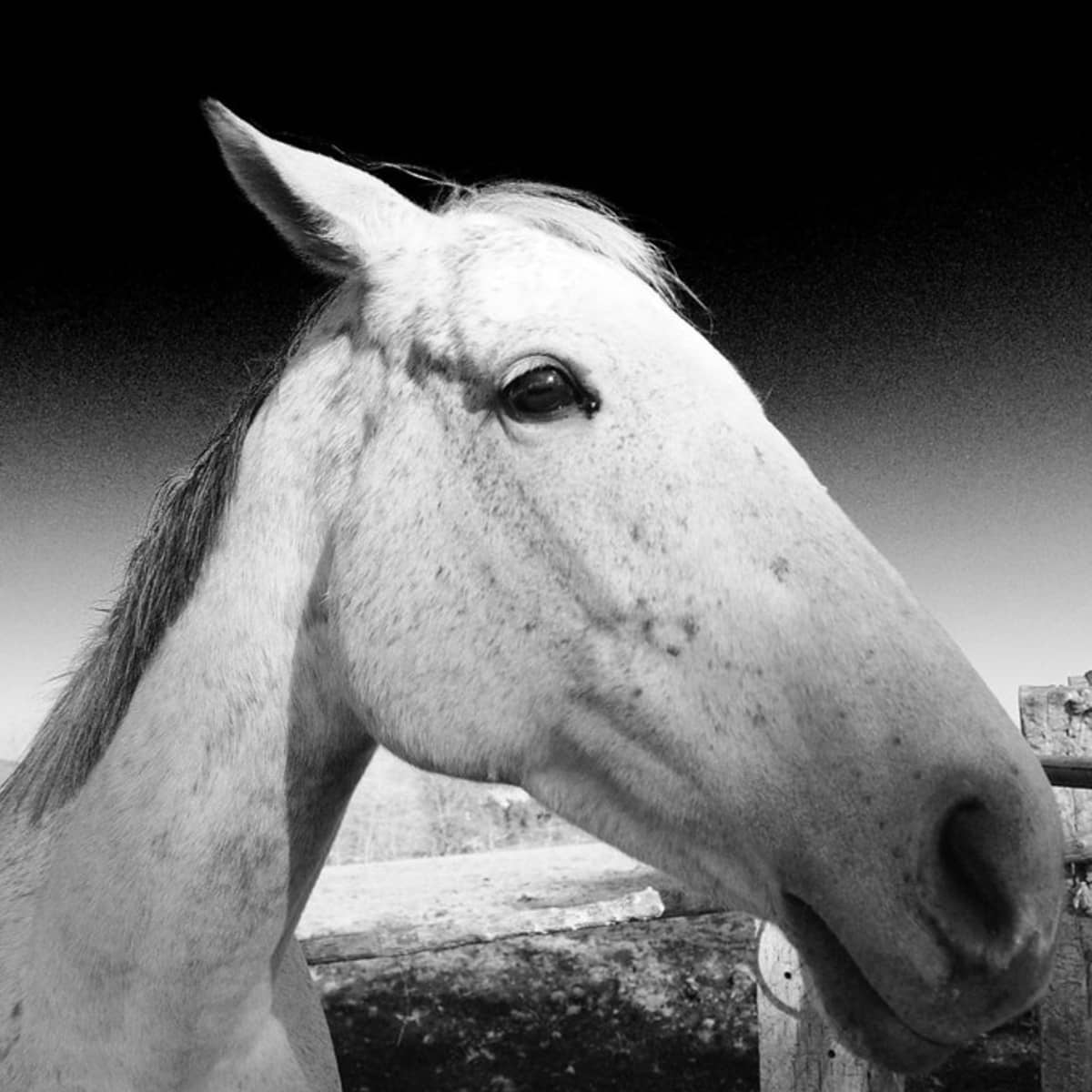Horses That Old Western Stars Of B-Films And Their Sidekicks Rode -  Reelrundown