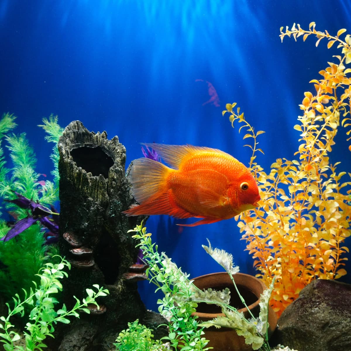 Aquarium Glass Jar||Clear Glass Vase Fish Tank Beta Goldfish Pet Supplies  Aquarium Bowl Home Decor|| Home Aquarium For Home Decoration