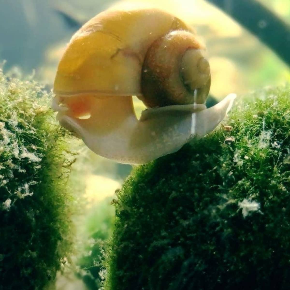 Natural Moss Ball Transparent Landscape Balls Filter For Aquarium