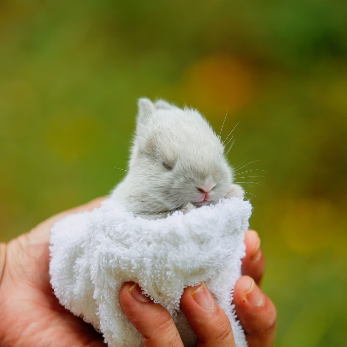 grey baby bunnies