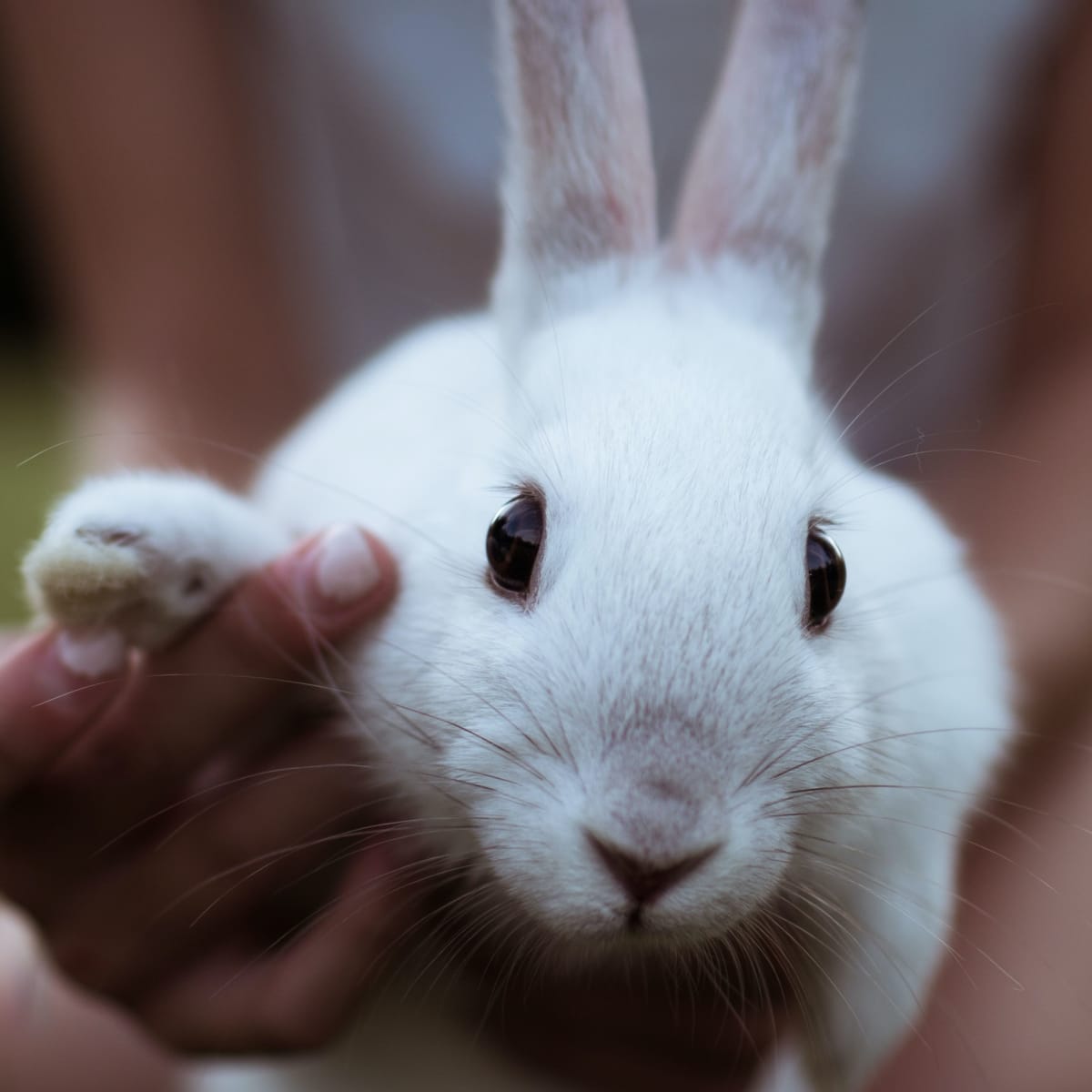 15 of the Best Pet Rabbit Breeds - PetHelpful