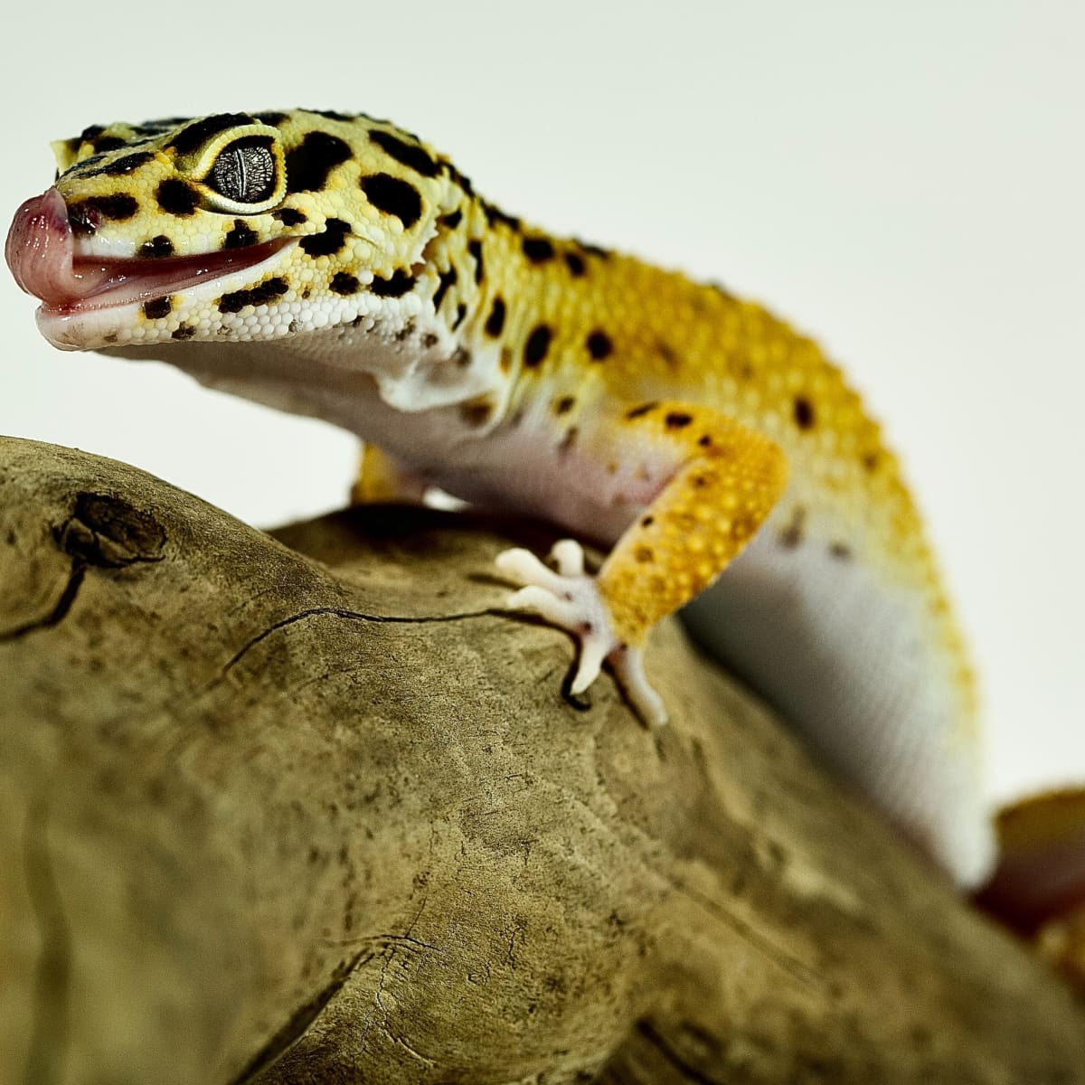 Leopard Geckos: Setting up a Natural Enclosure Like Their Native