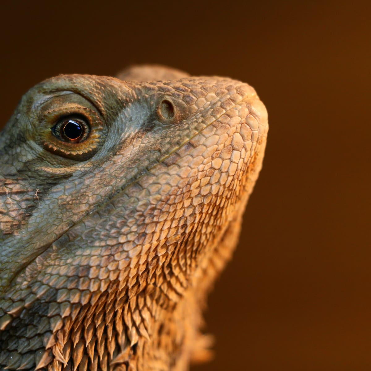 Metabolic Bone Disease in Pet Reptiles - PetHelpful