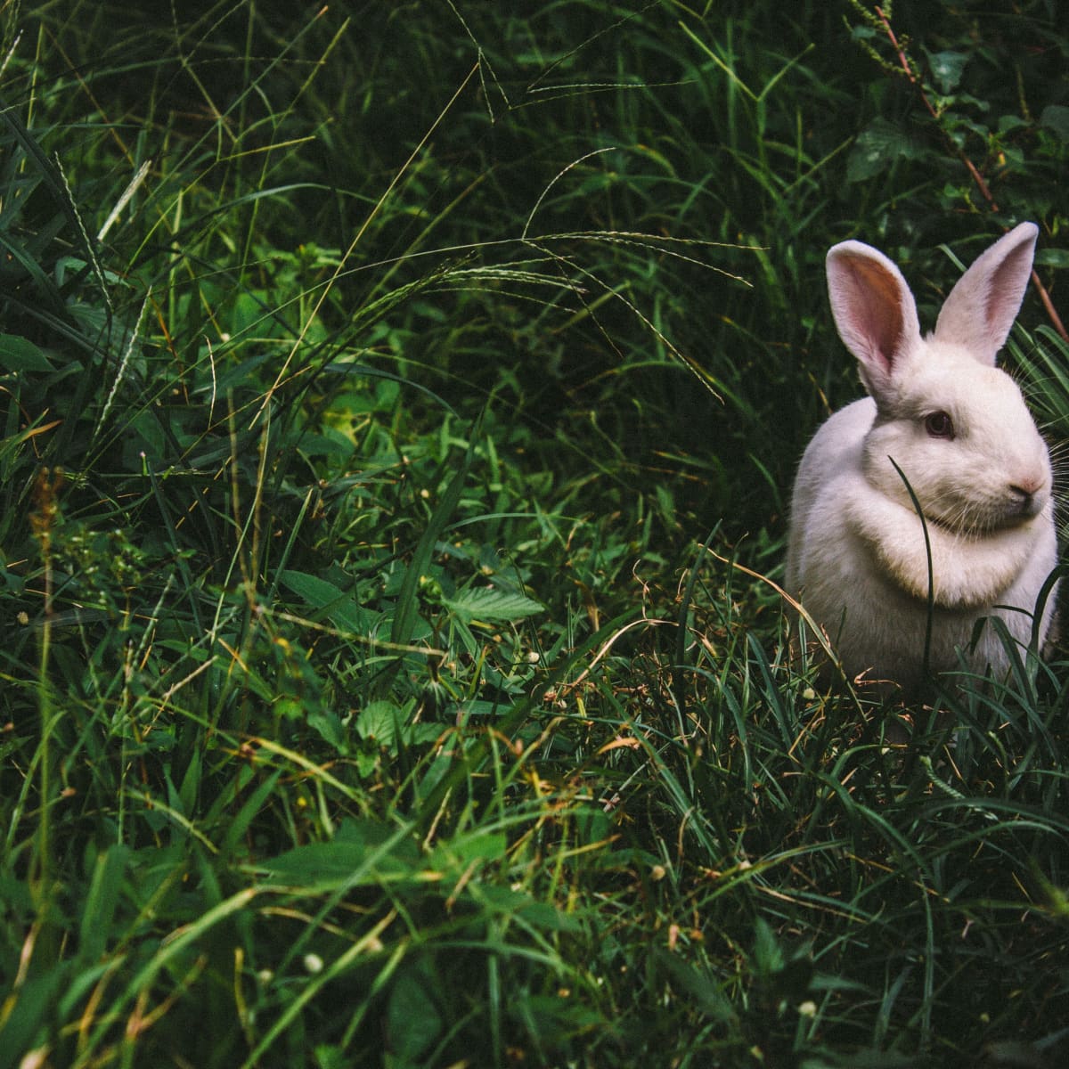 New Zealand town where Easter is all about wiping out bunnies
