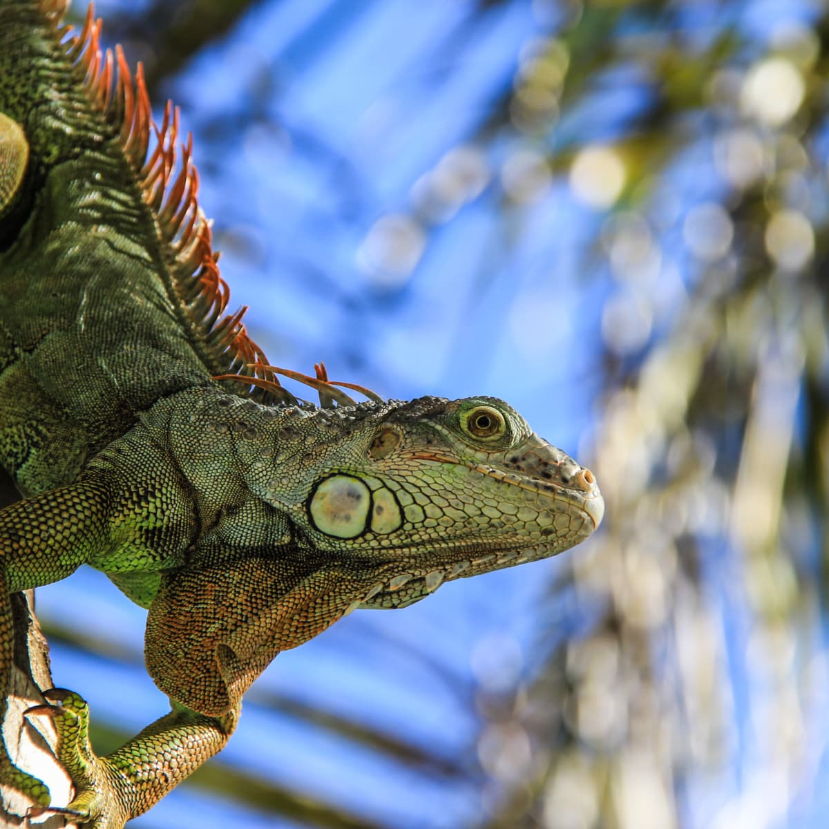 full grown green iguana pet