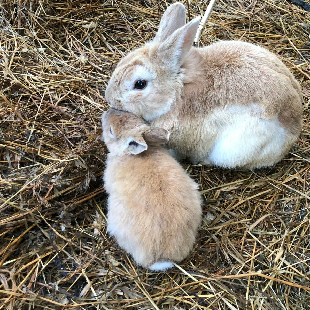 Do Rabbits Need Straw or Hay? Bunny Bedding vs. Feeding - PetHelpful