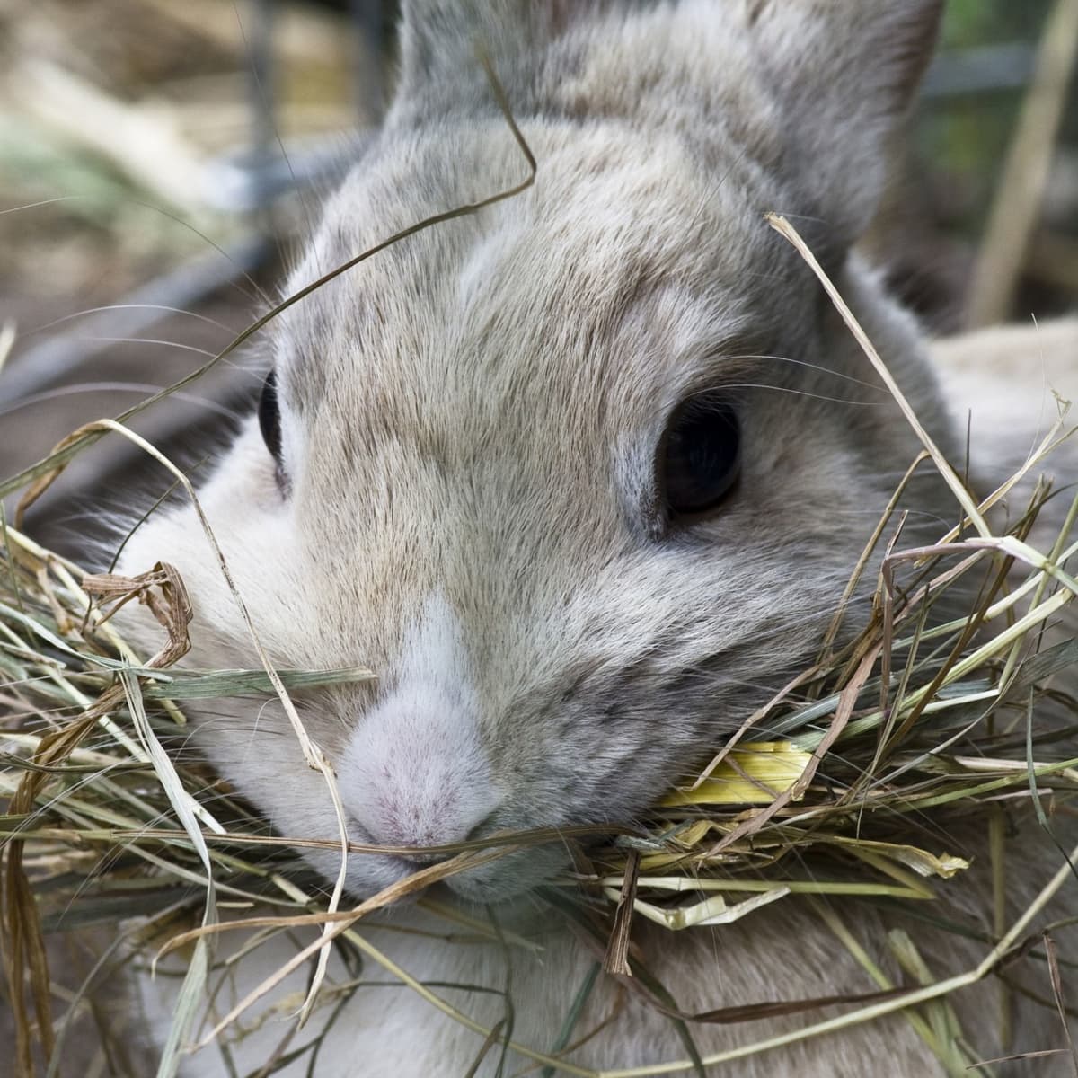 How to Give Your Rabbit the Best Care Possible - PetHelpful