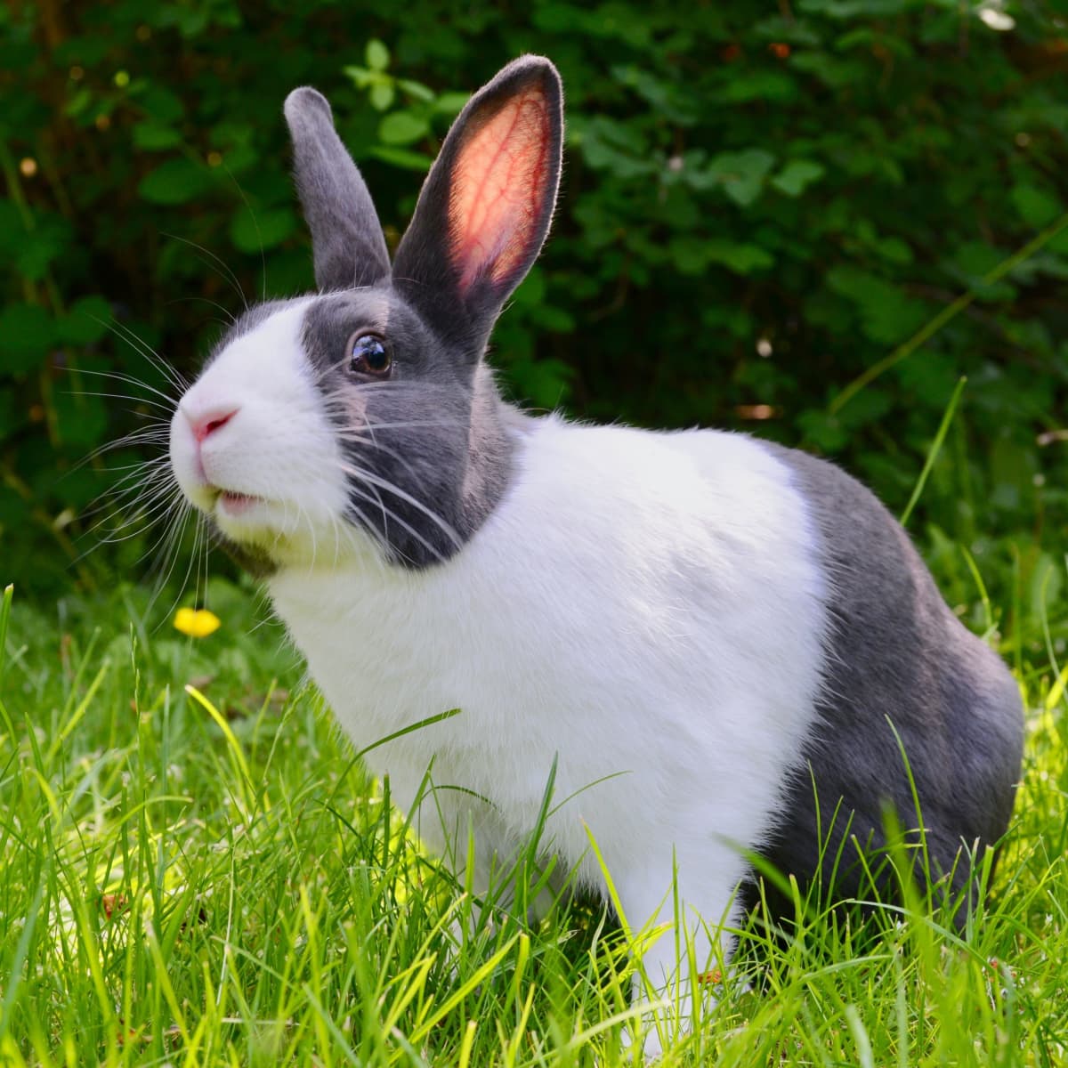 Peter Rabbit' updates everyone's favorite bunny - The Boston Globe
