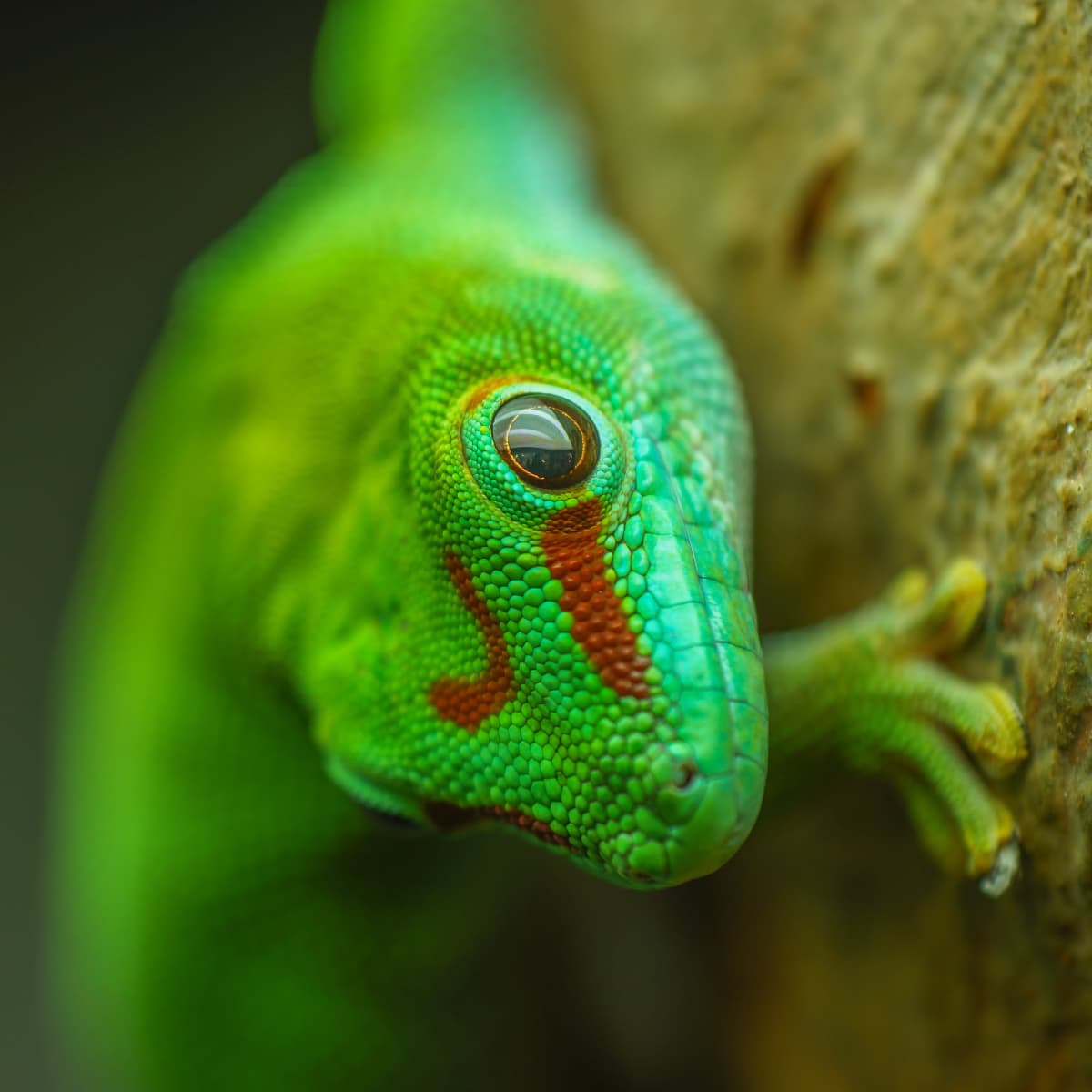 types of green lizards