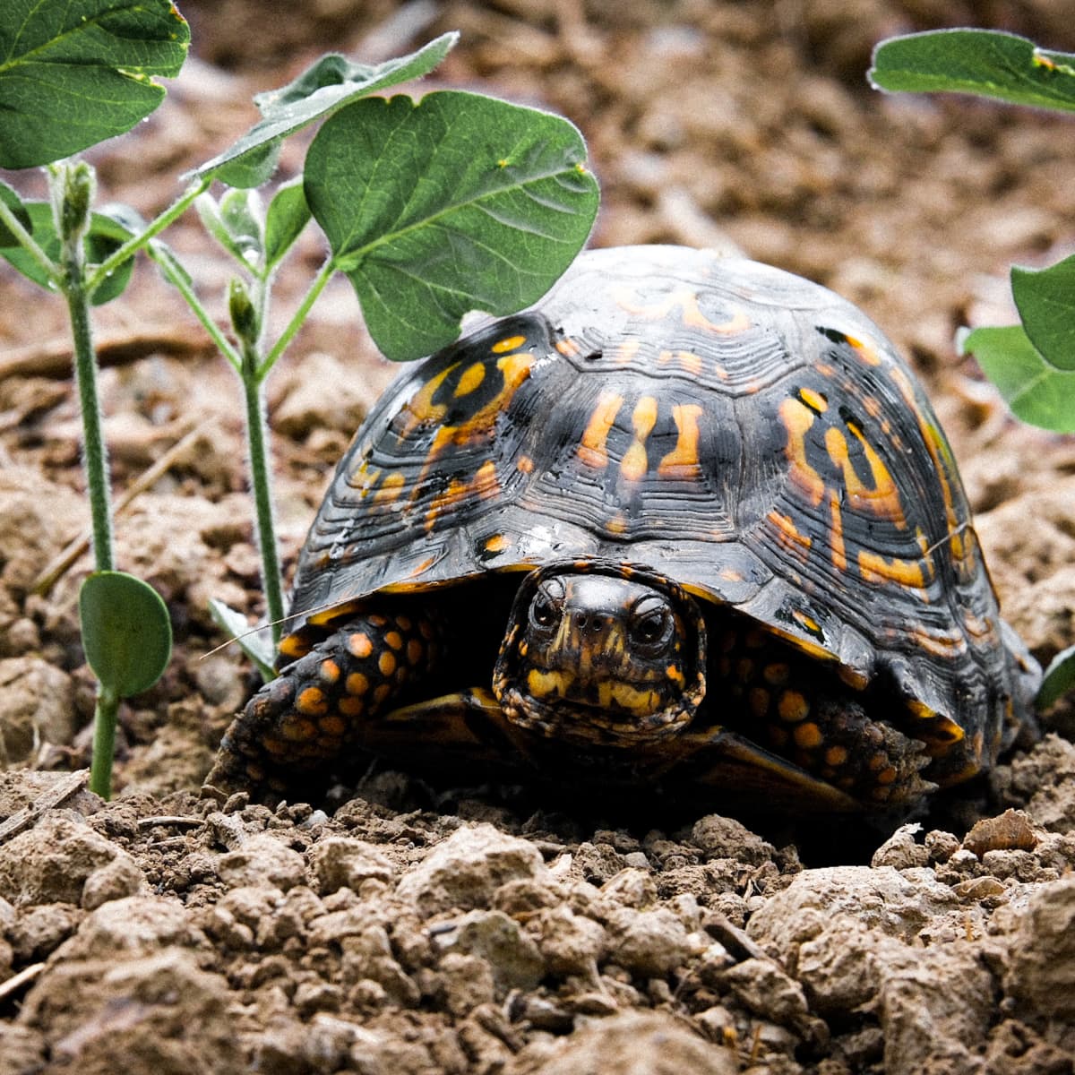 Nature Now! Thinking Outside the Box Turtle