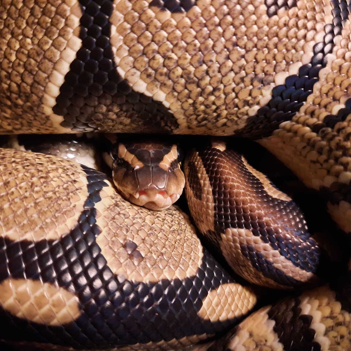 Common Health Problems In Pet Snakes - Pethelpful