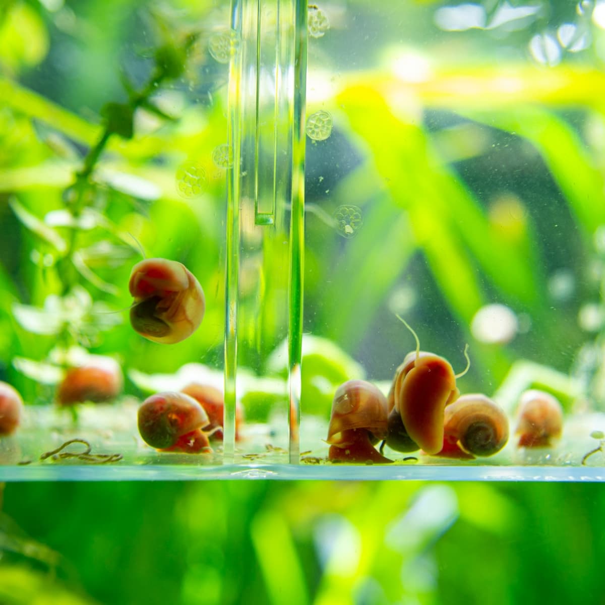 How to Get Rid of Snails in a Fish Tank - PetHelpful