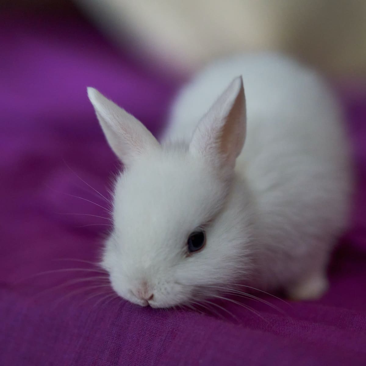 Bunny Care: How to Discipline Your Rabbit - PetHelpful