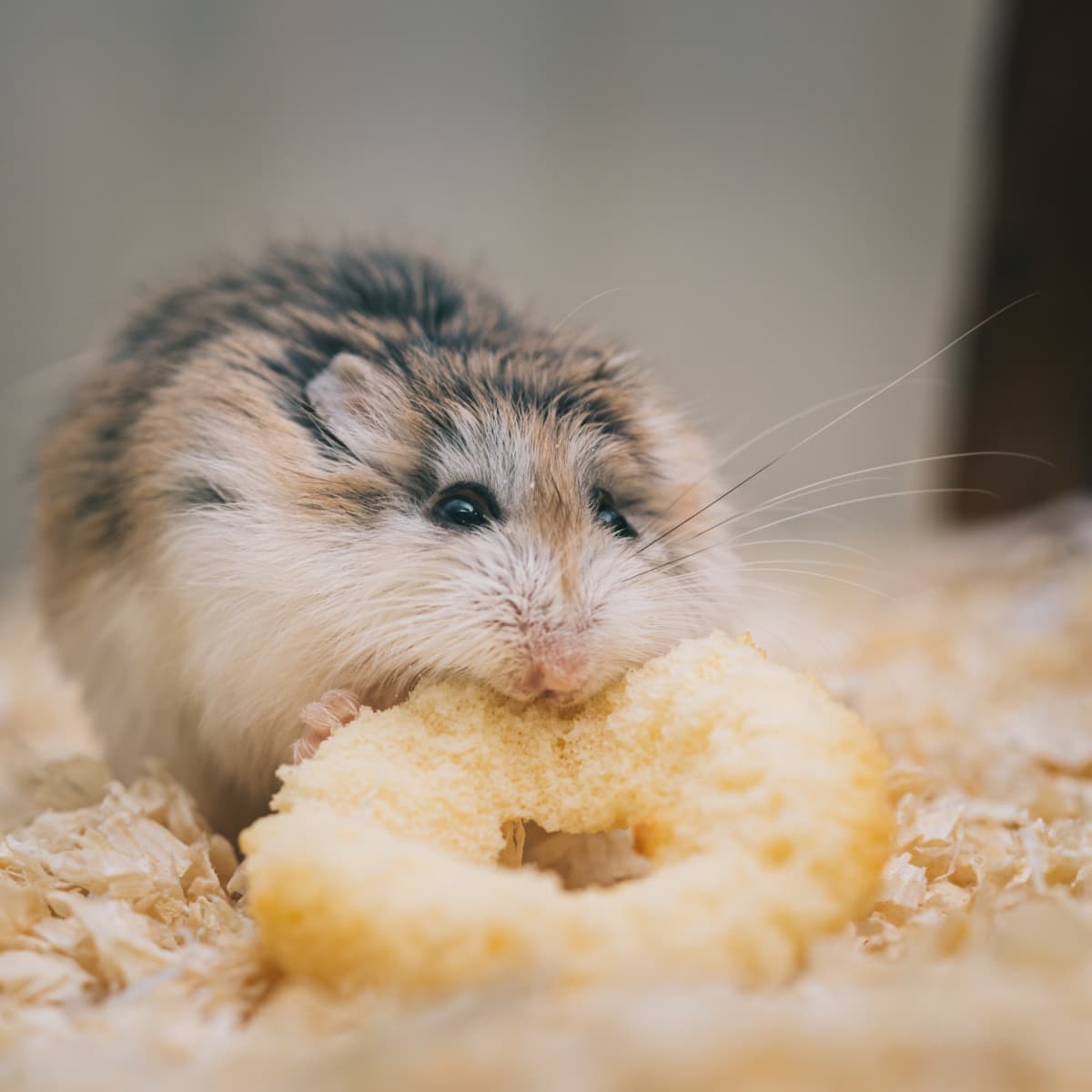 How to Care for and Raise Black Bear Hamsters - PetHelpful