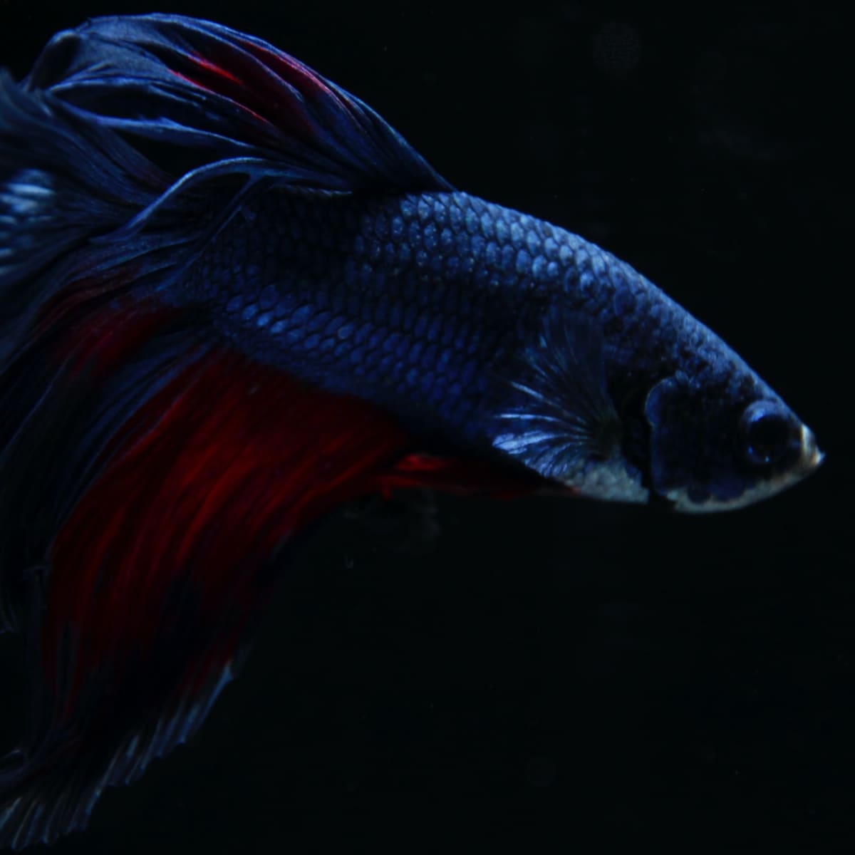 The Complete Betta Fish Care Guide for Beginners - PetHelpful