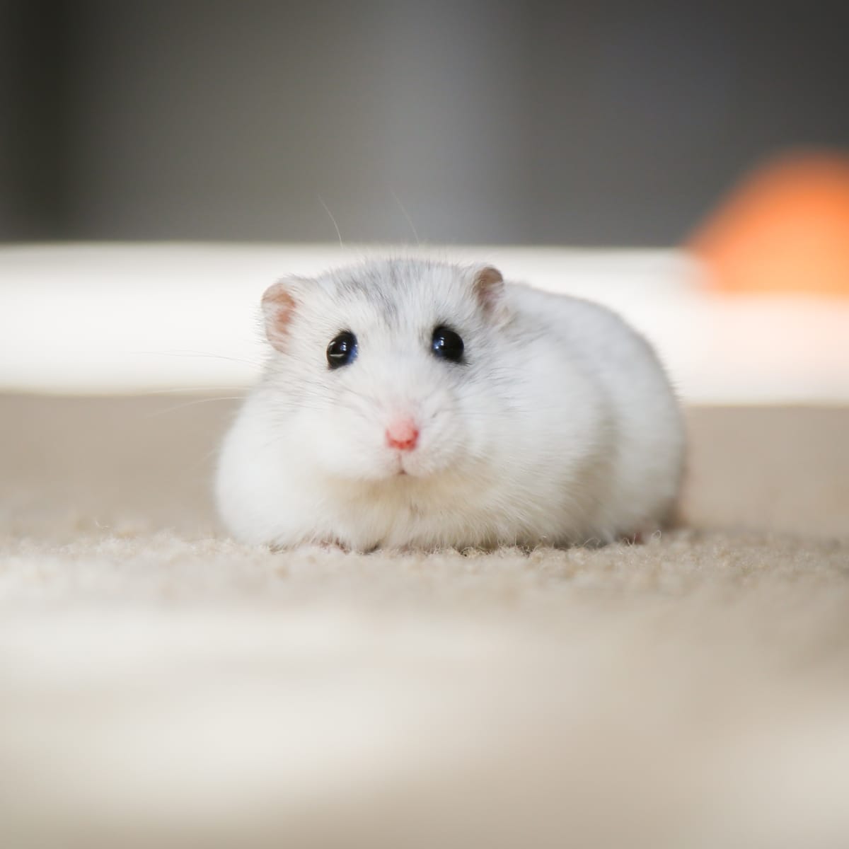 how to tell if your dwarf hamster is pregnant