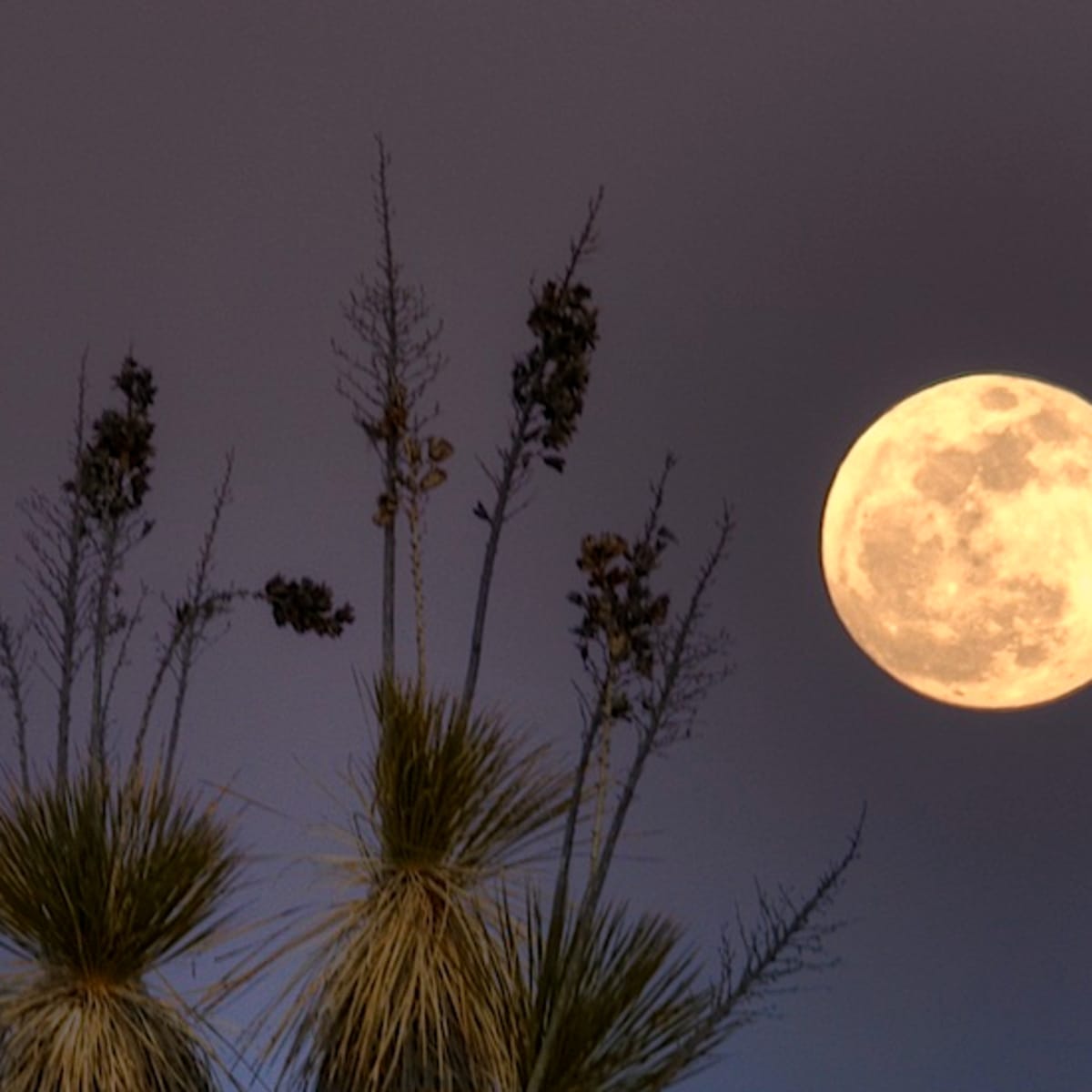 Full Moon in Sagittarius: Night Shift – Rising Moon Astrology