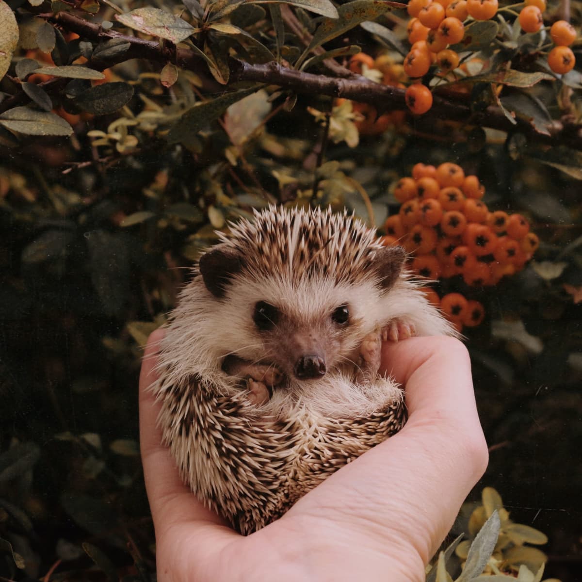 Hedgehogs Can't Swim: November 2019