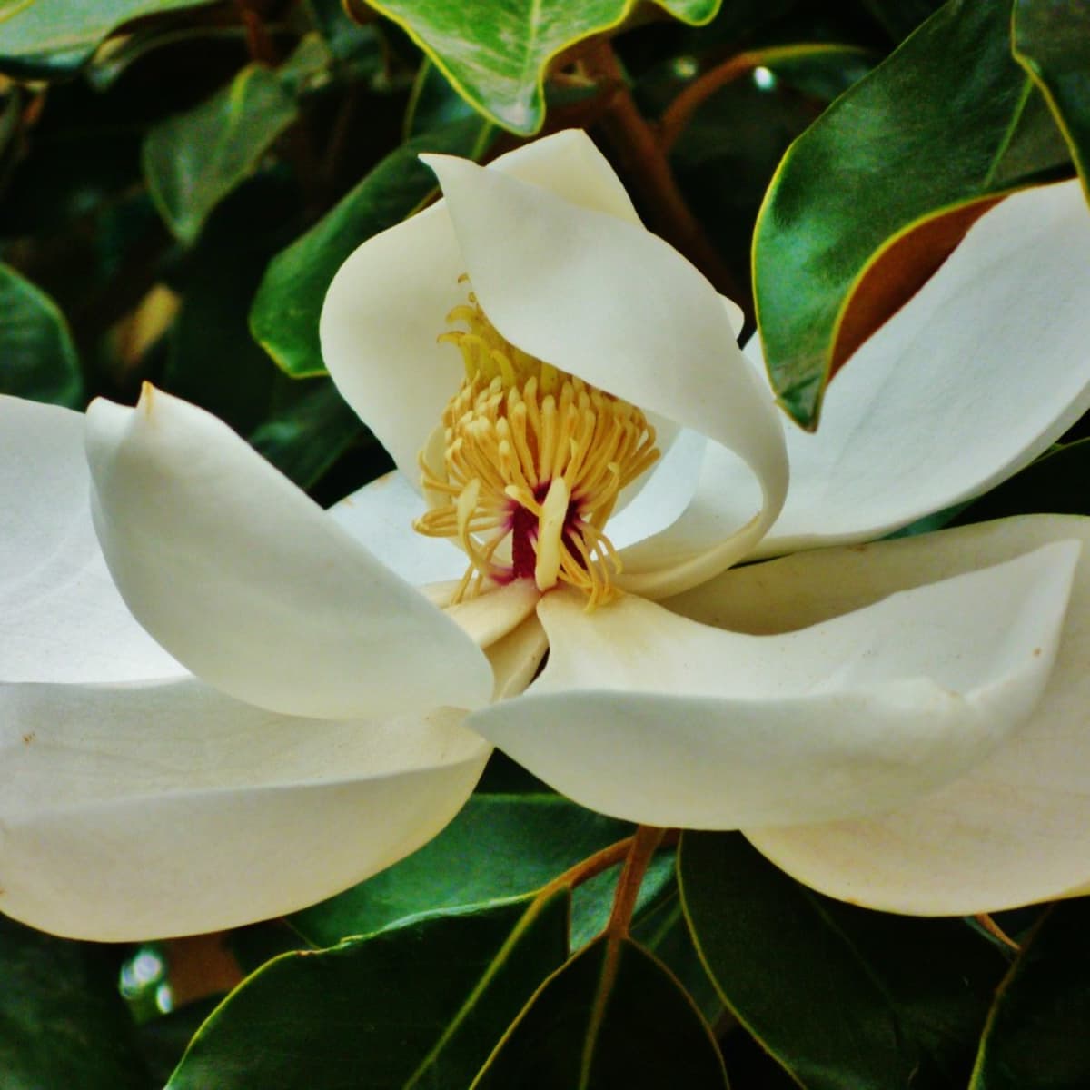southern magnolia in bloom