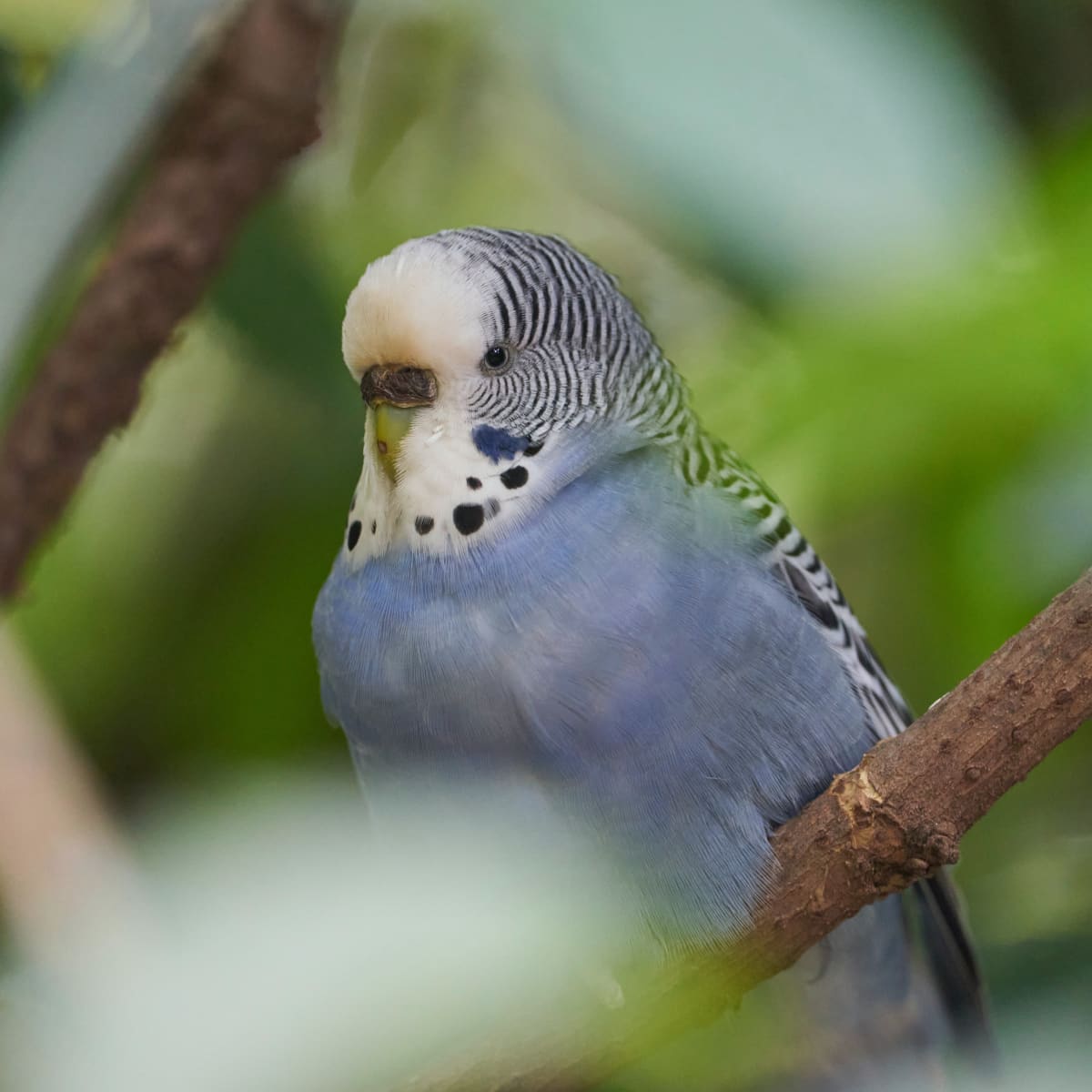 lavender parakeet